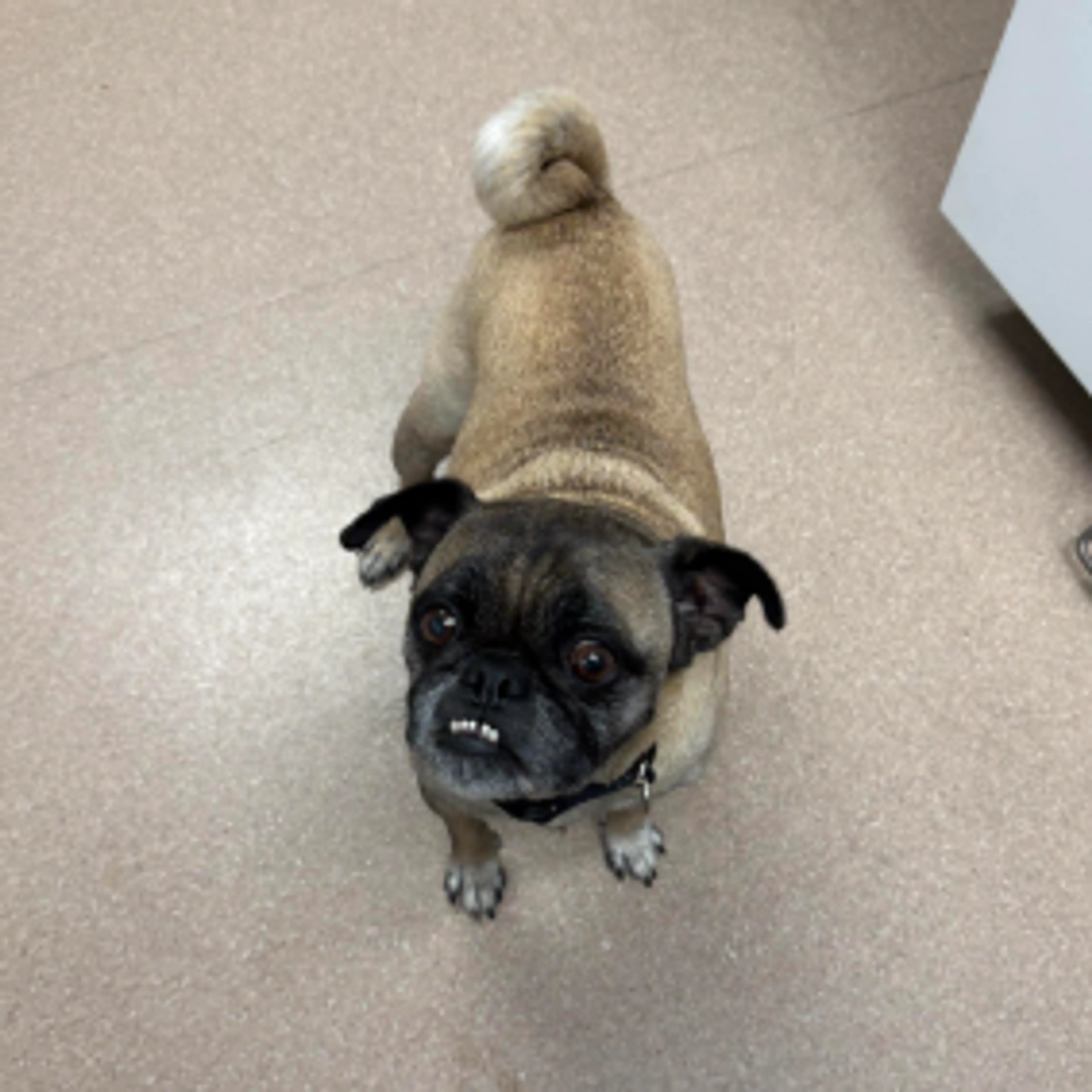 Found pet-1
