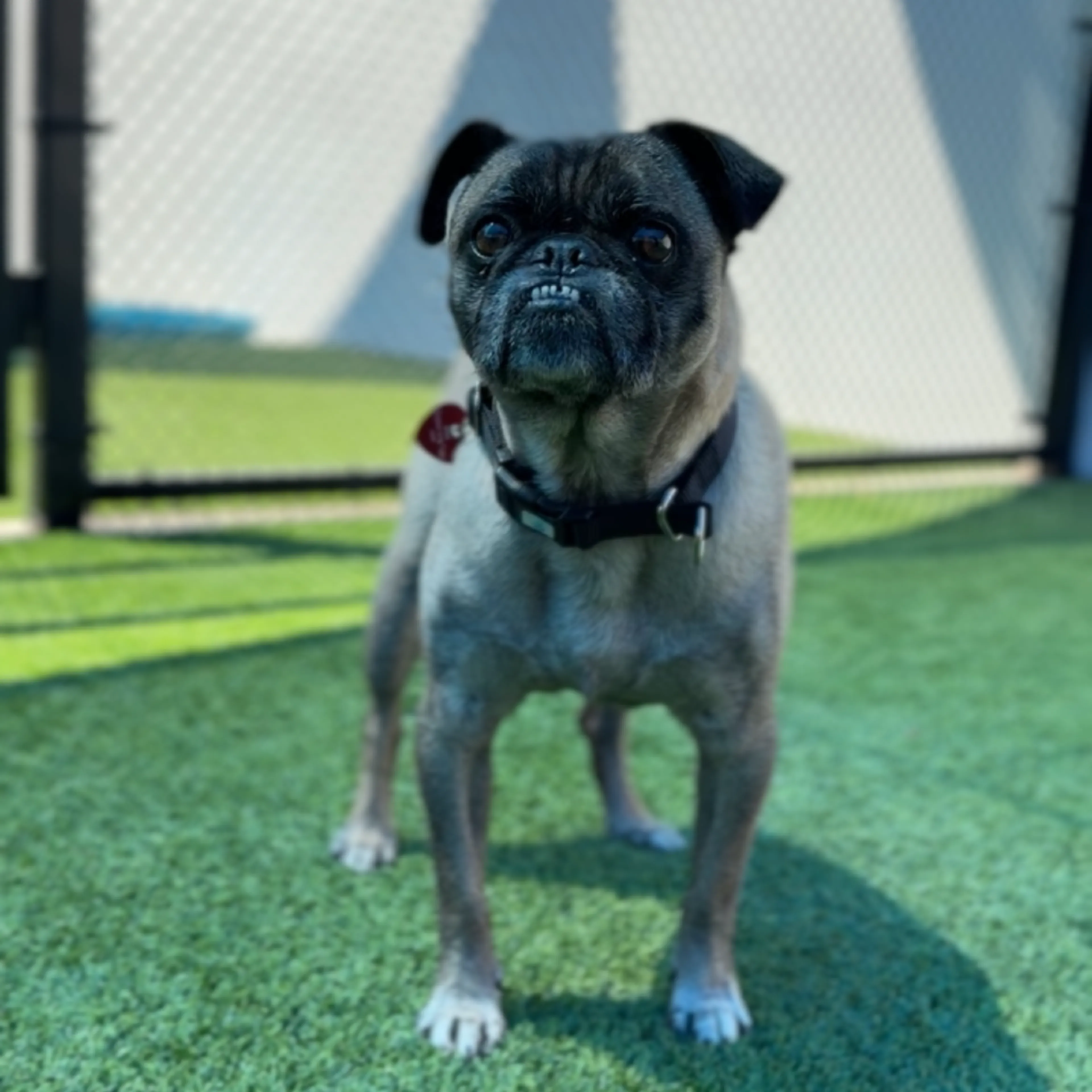 Found pet-4