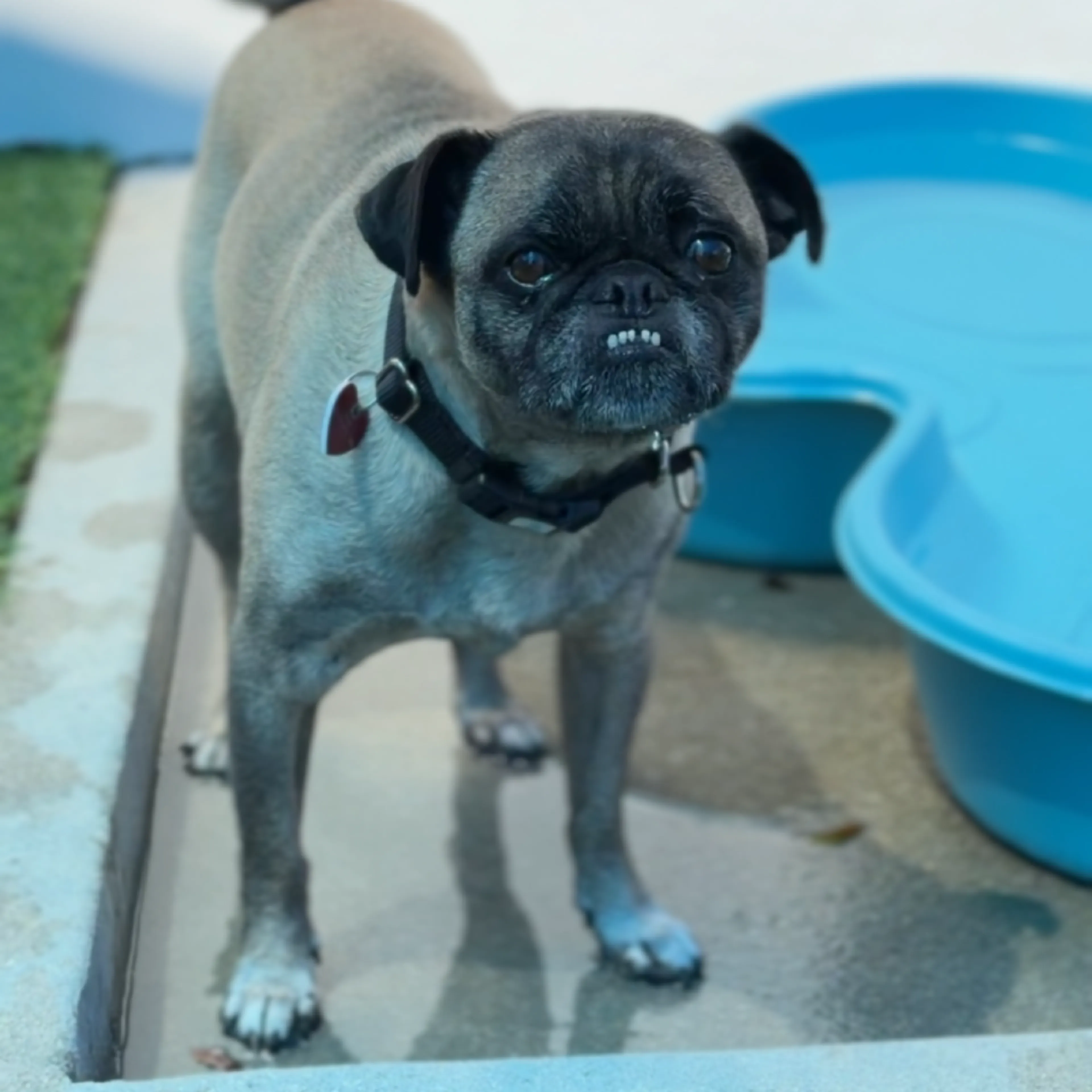 Found pet-3