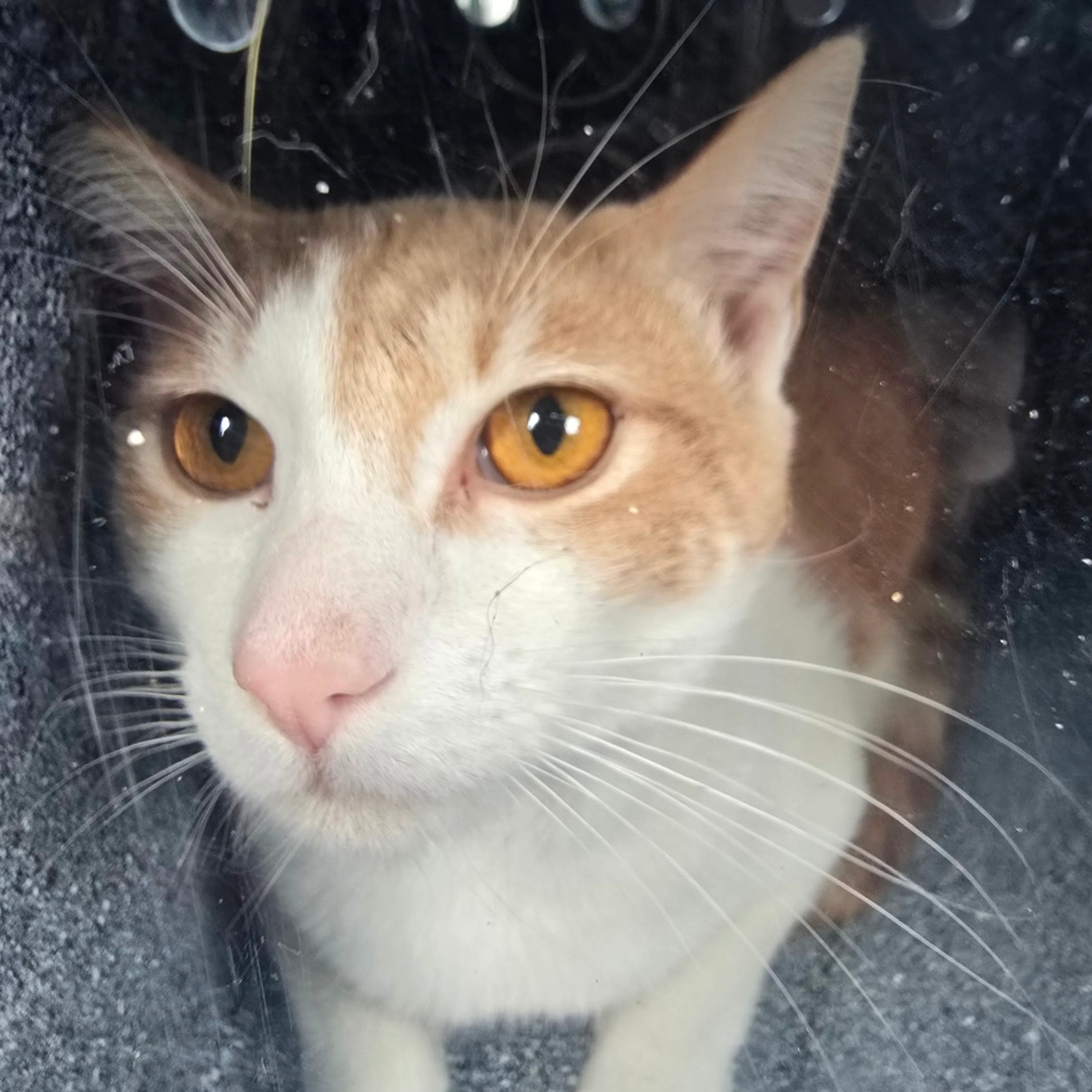 Found pet