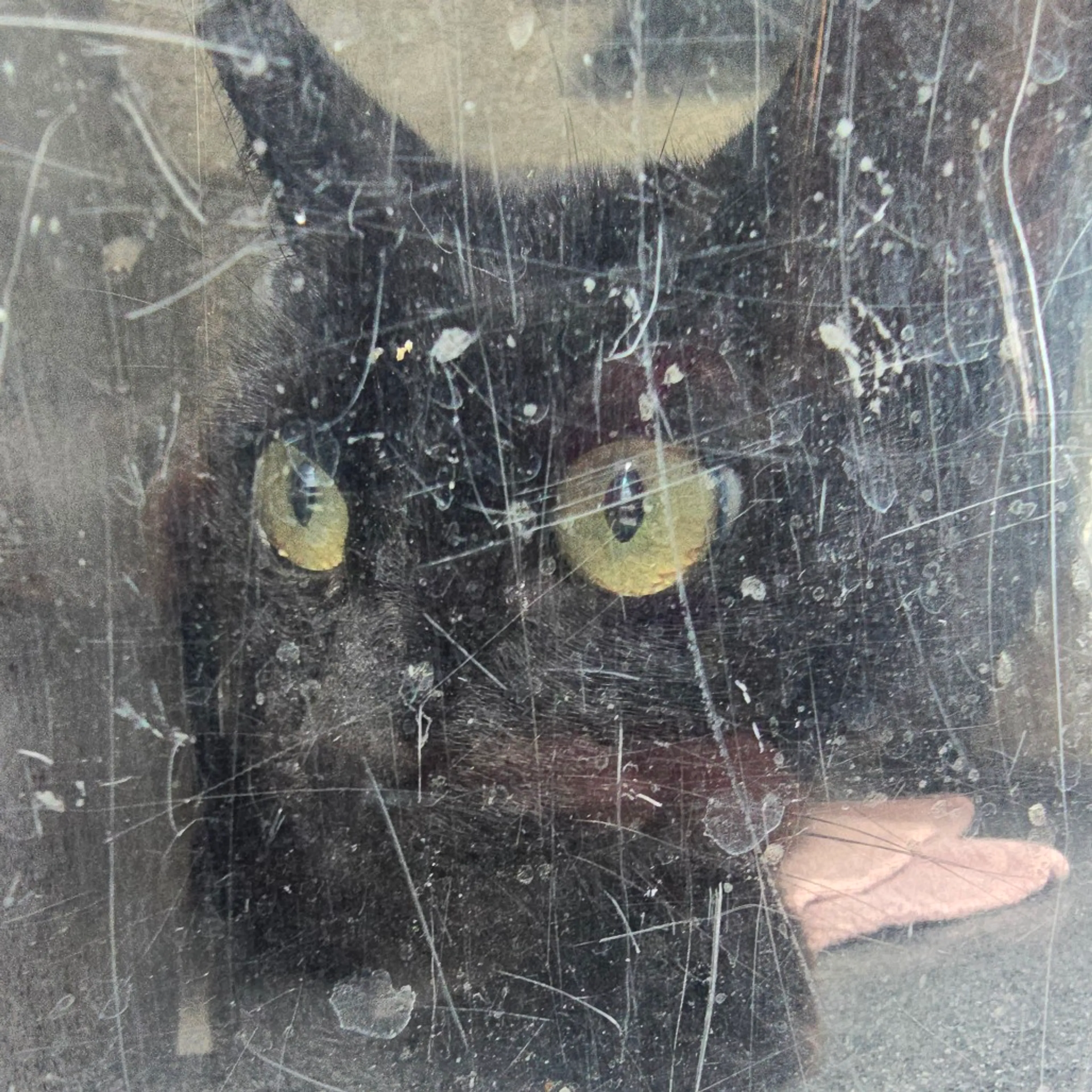 Found pet