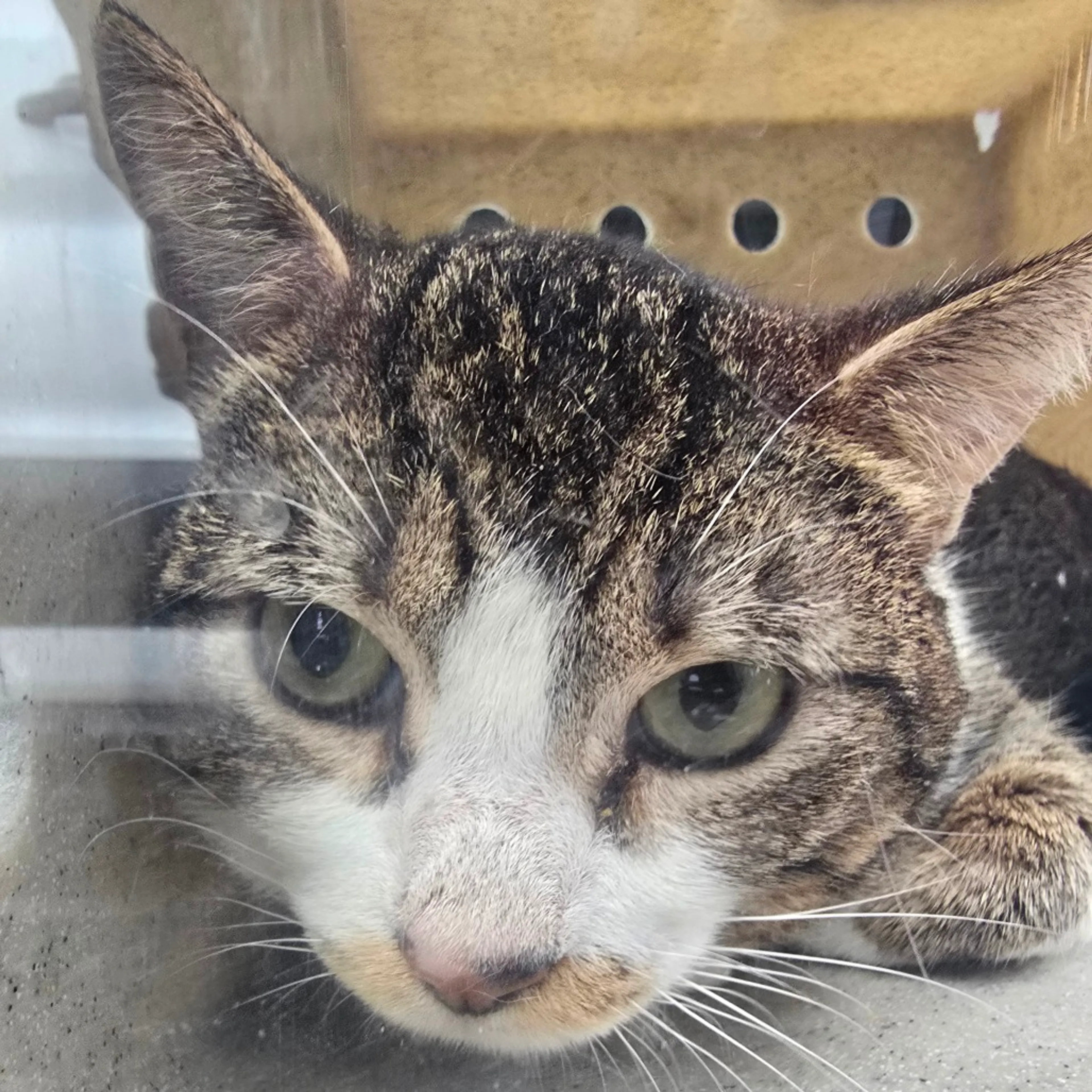 Found pet