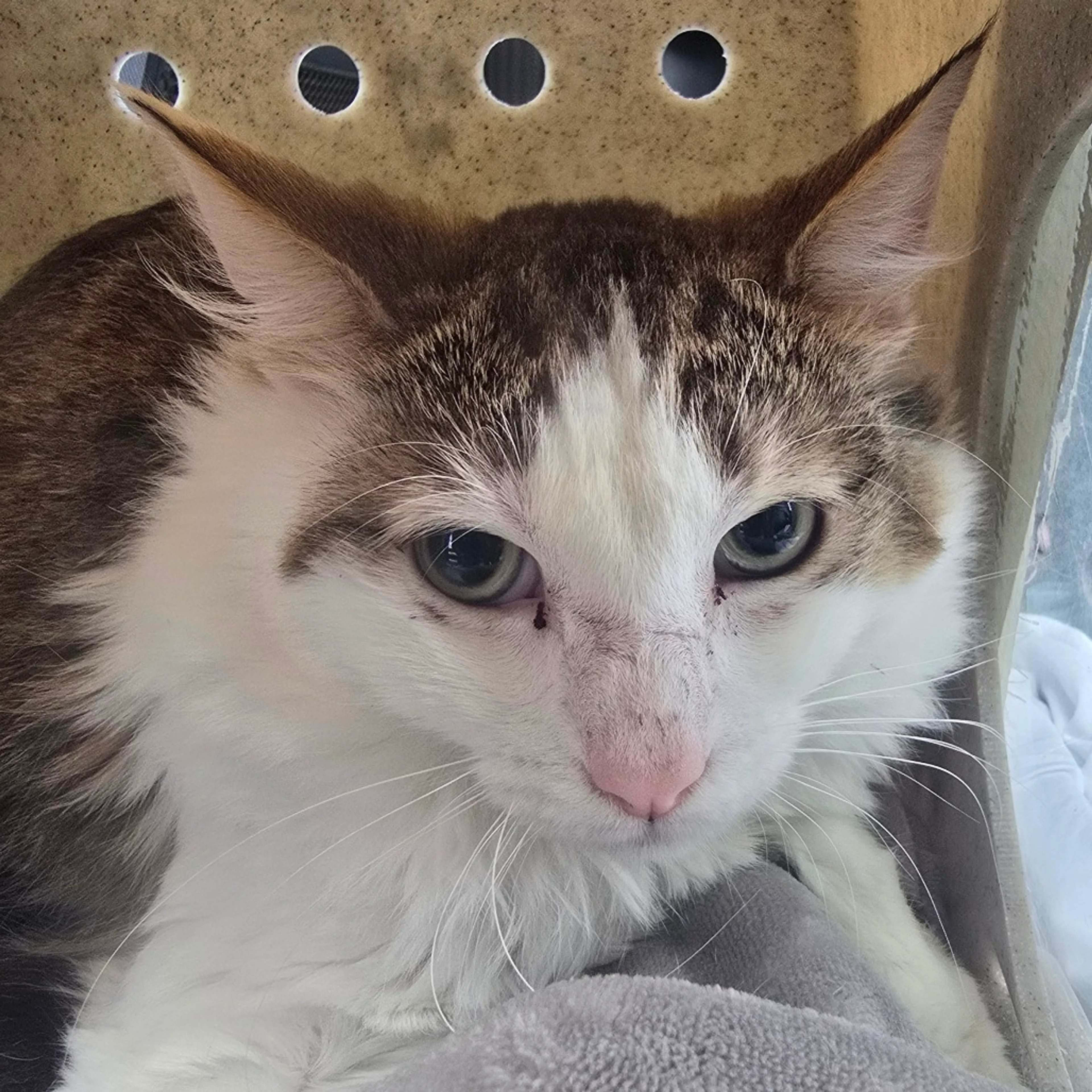 Found pet