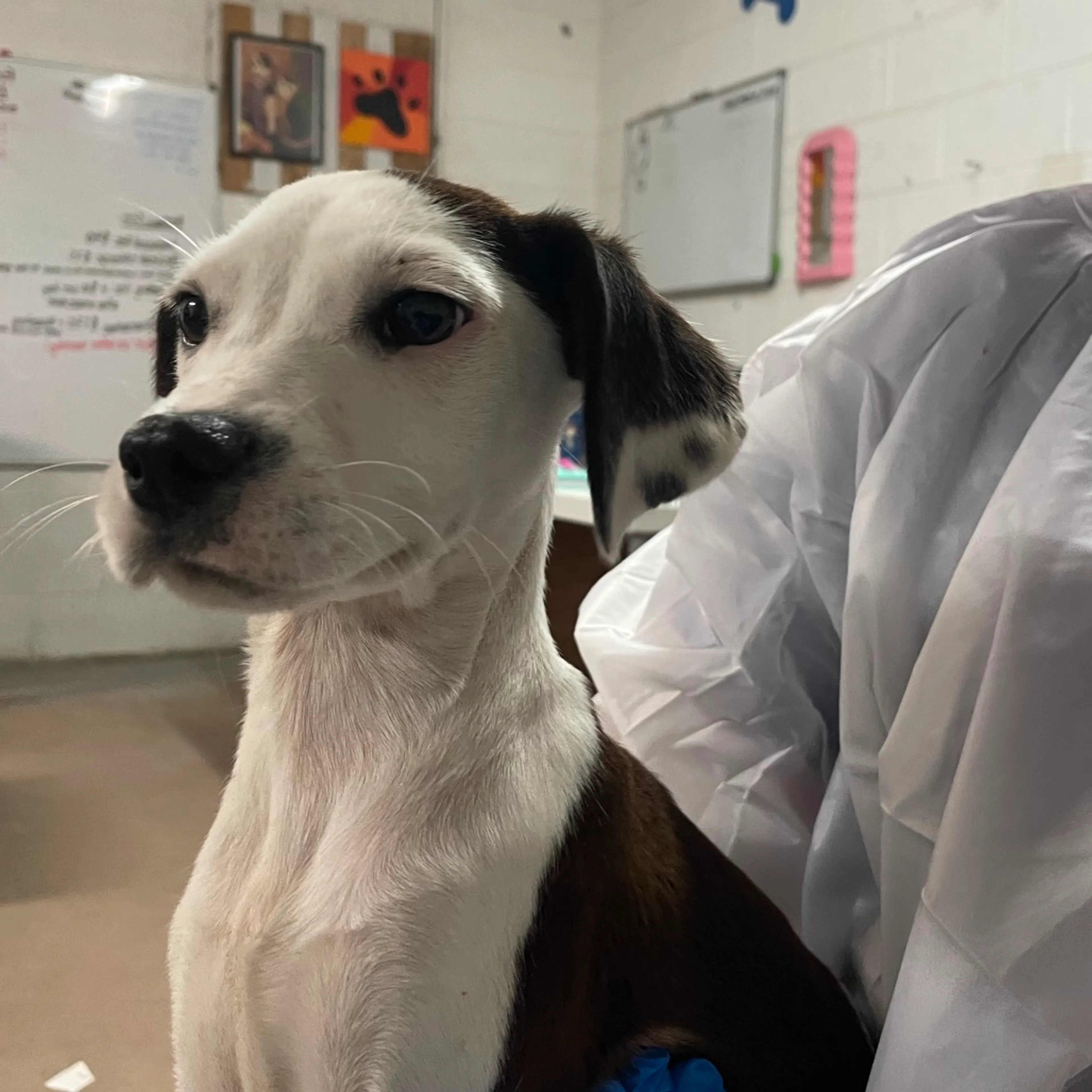 Found pet-1