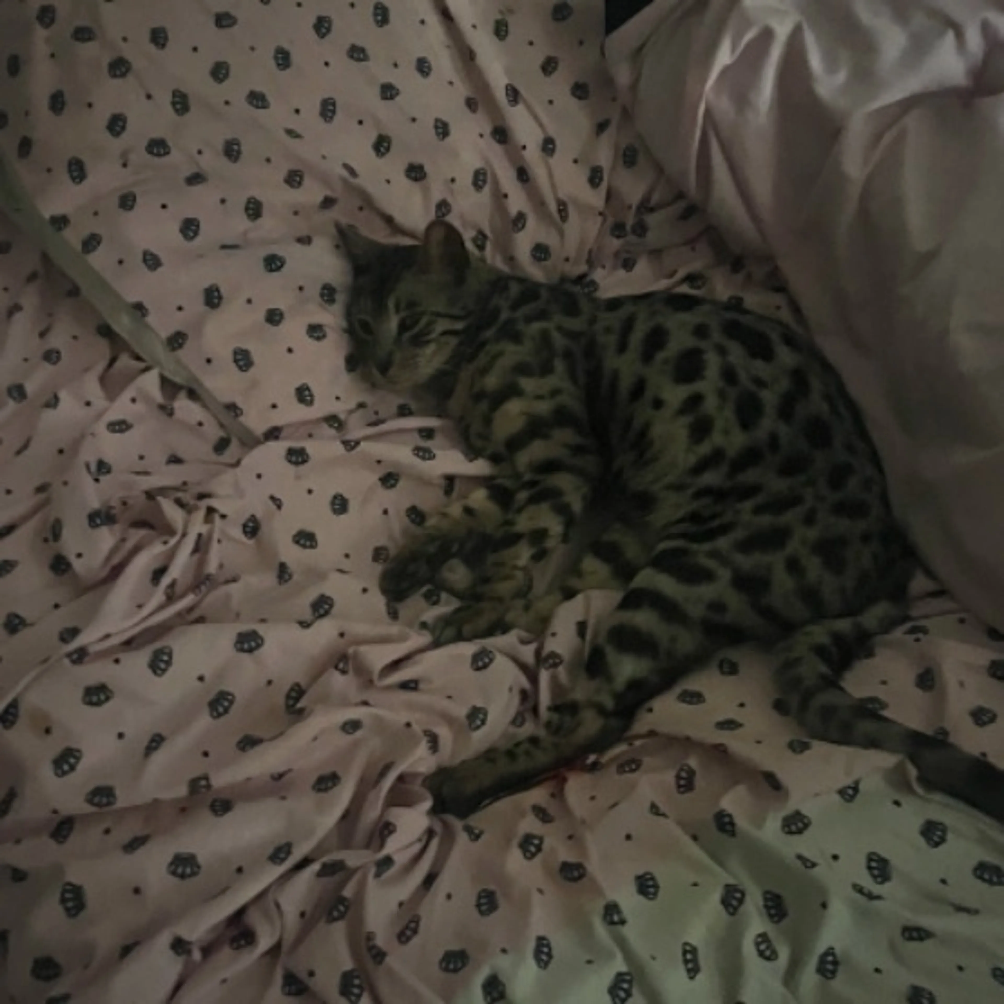 Lost pet