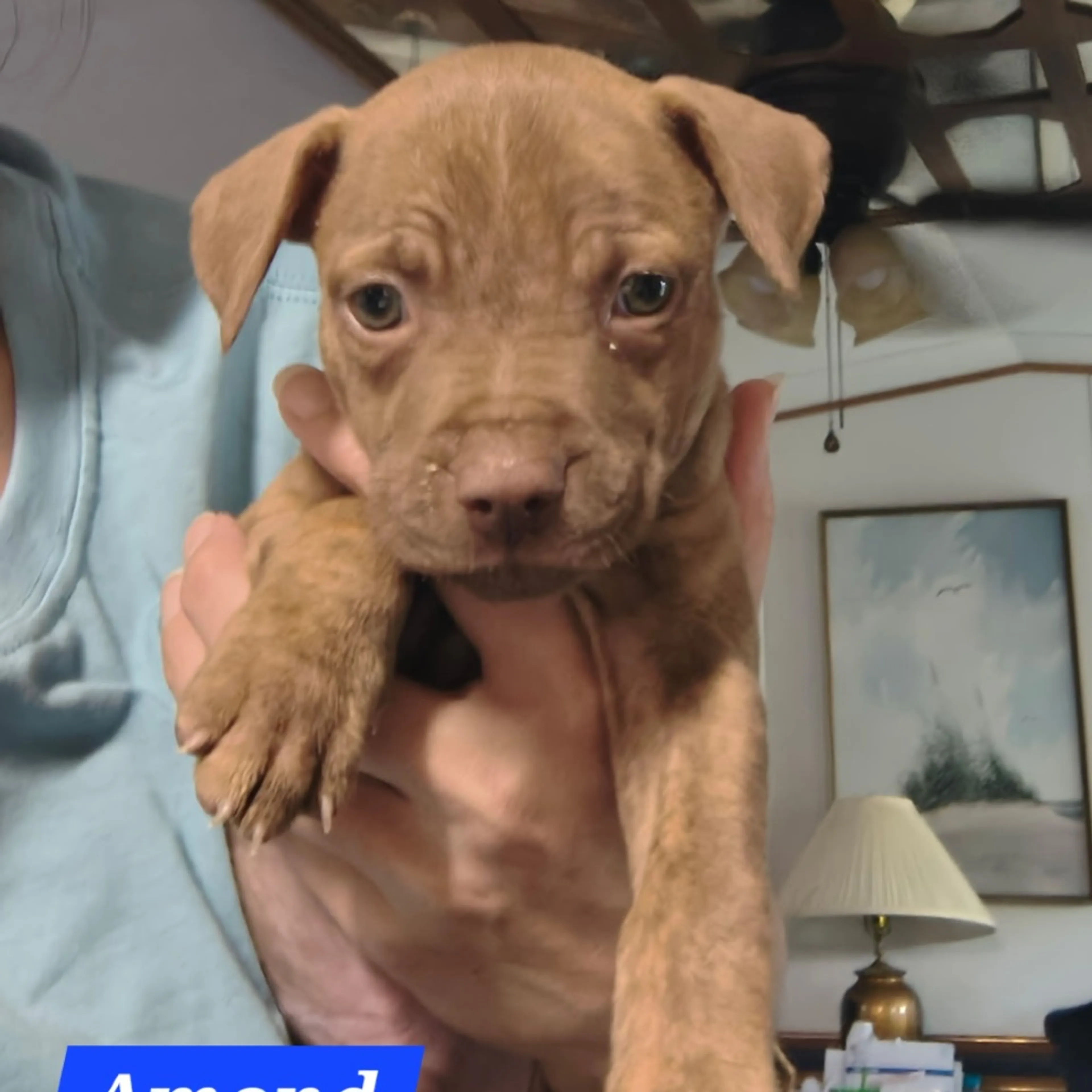 Found pet