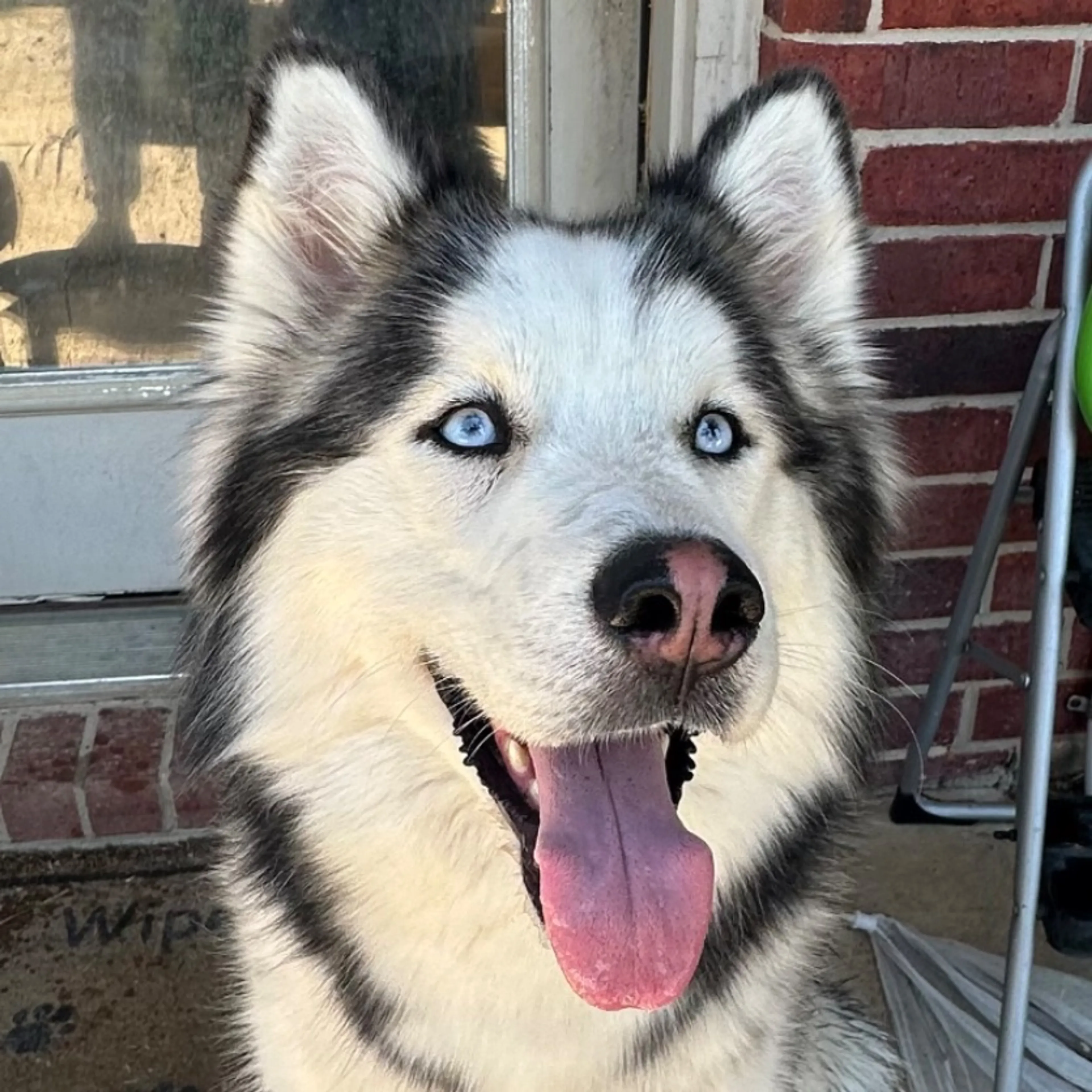 Found pet
