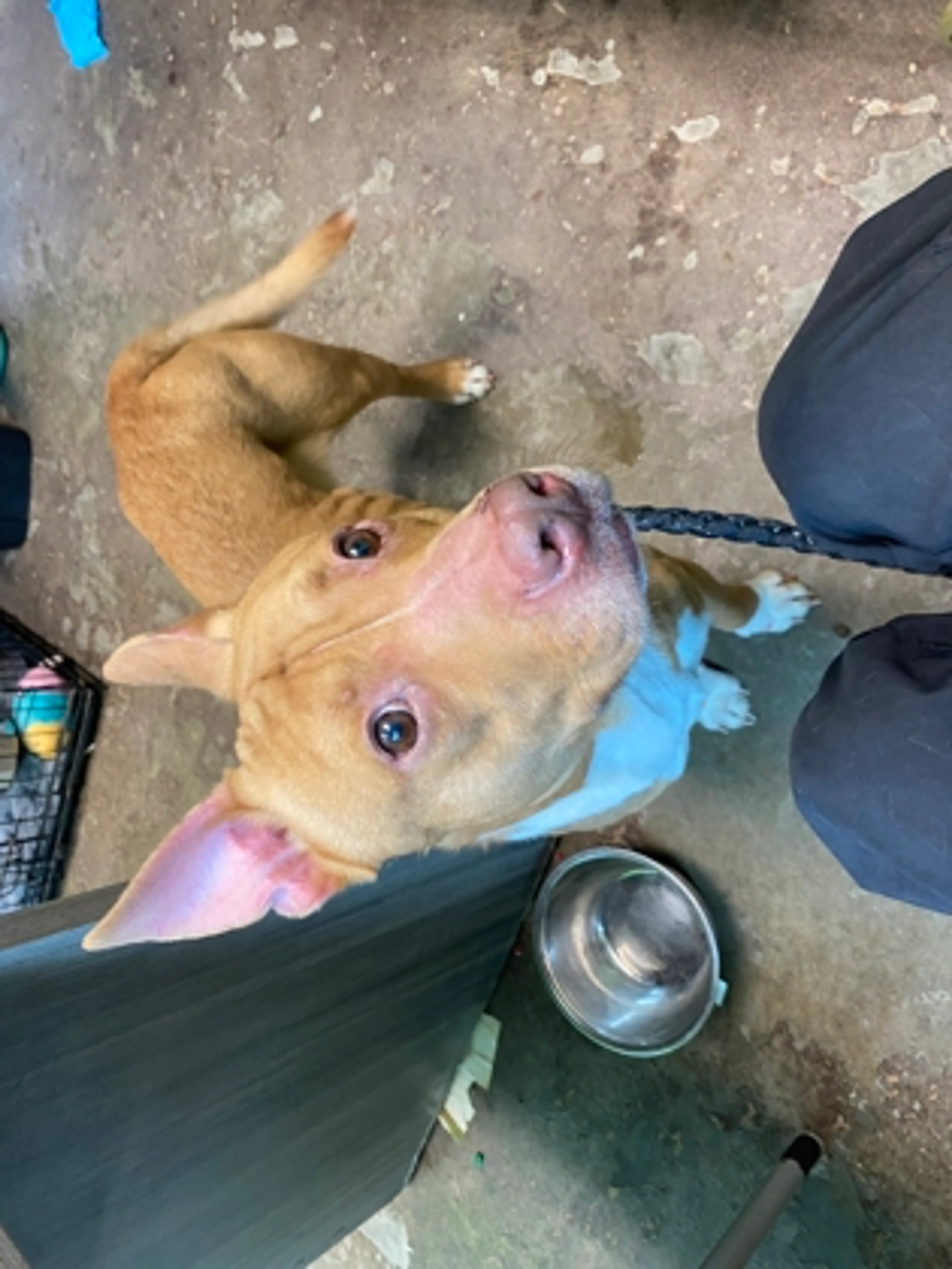 Found pet