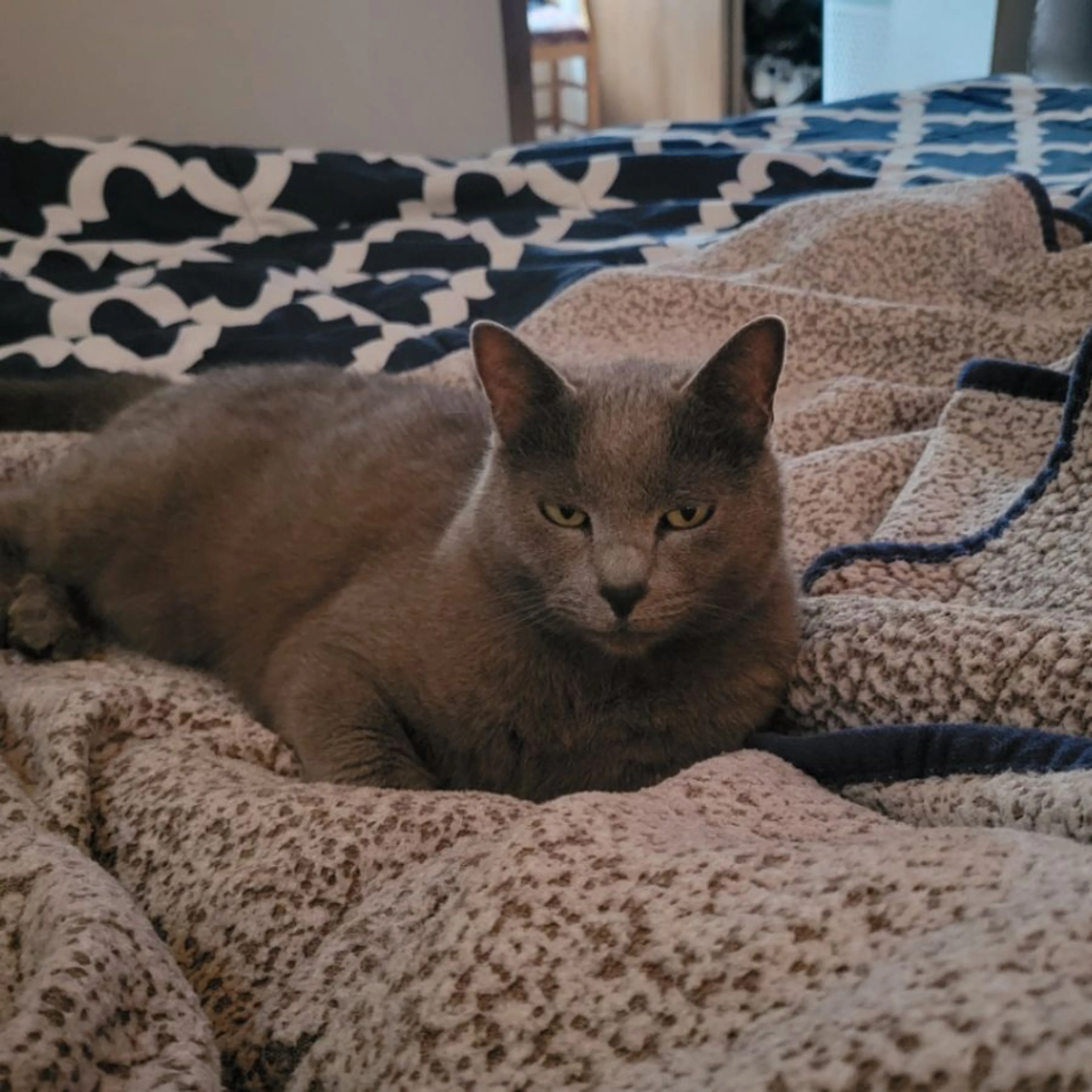 Lost pet