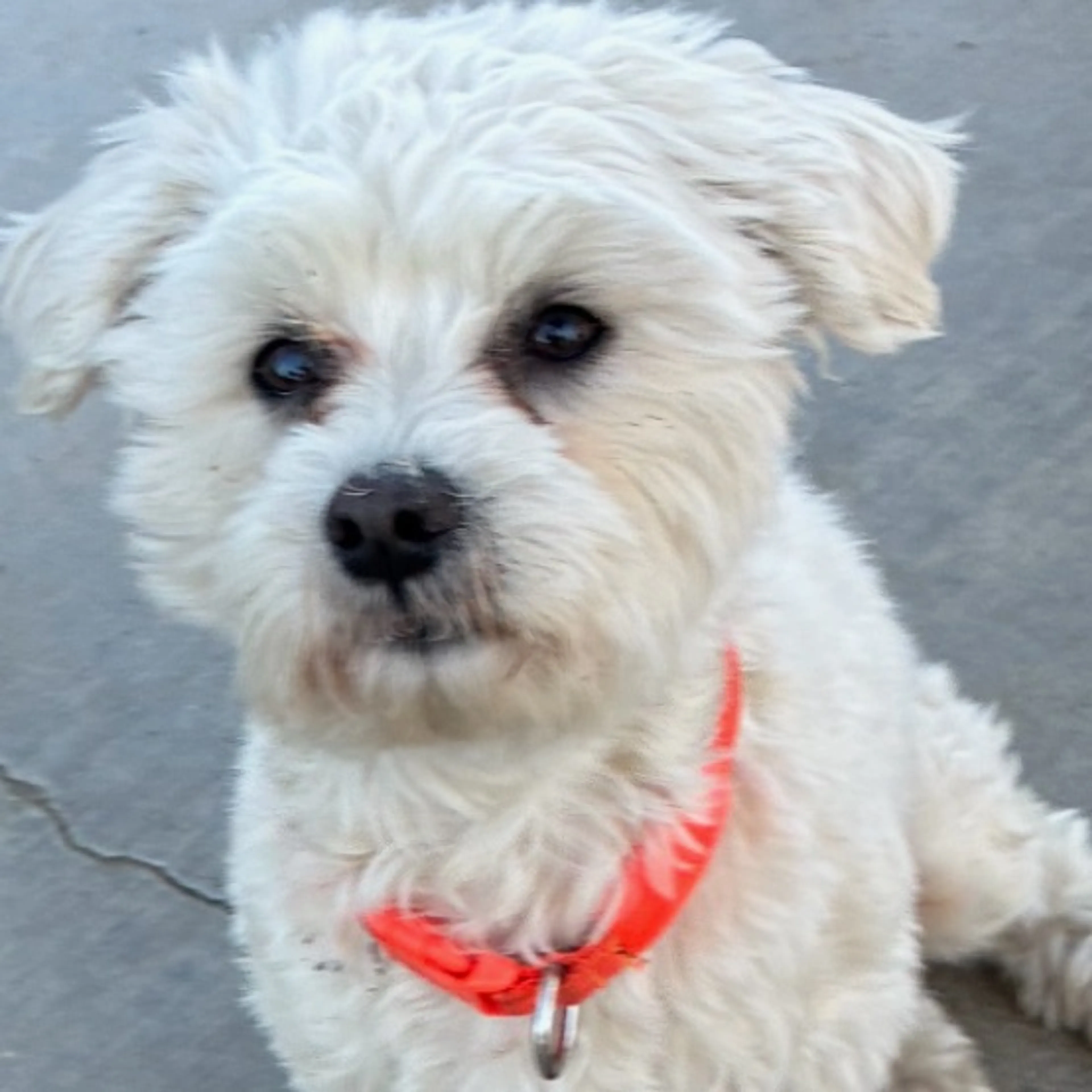 Lost pet