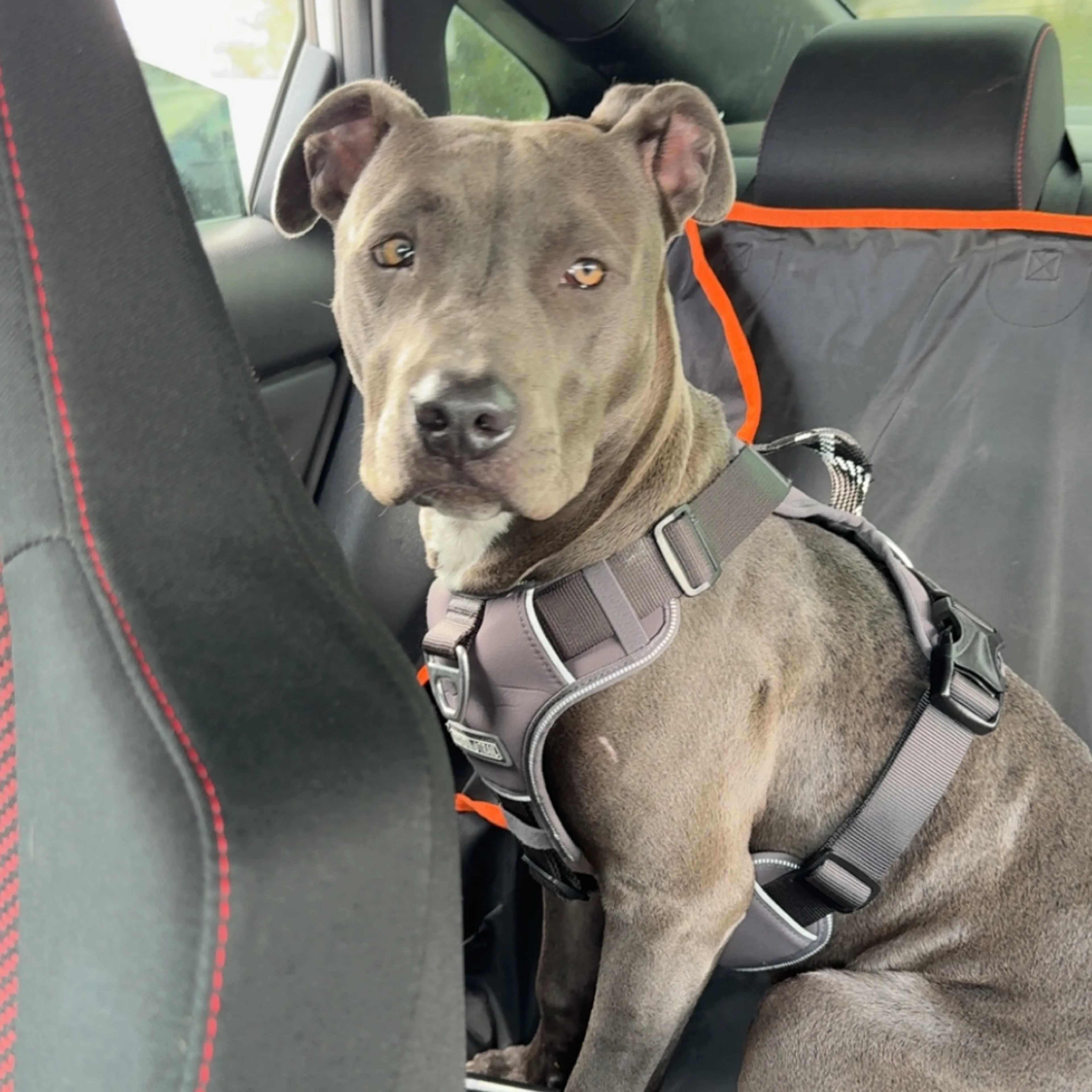 Found pet-1
