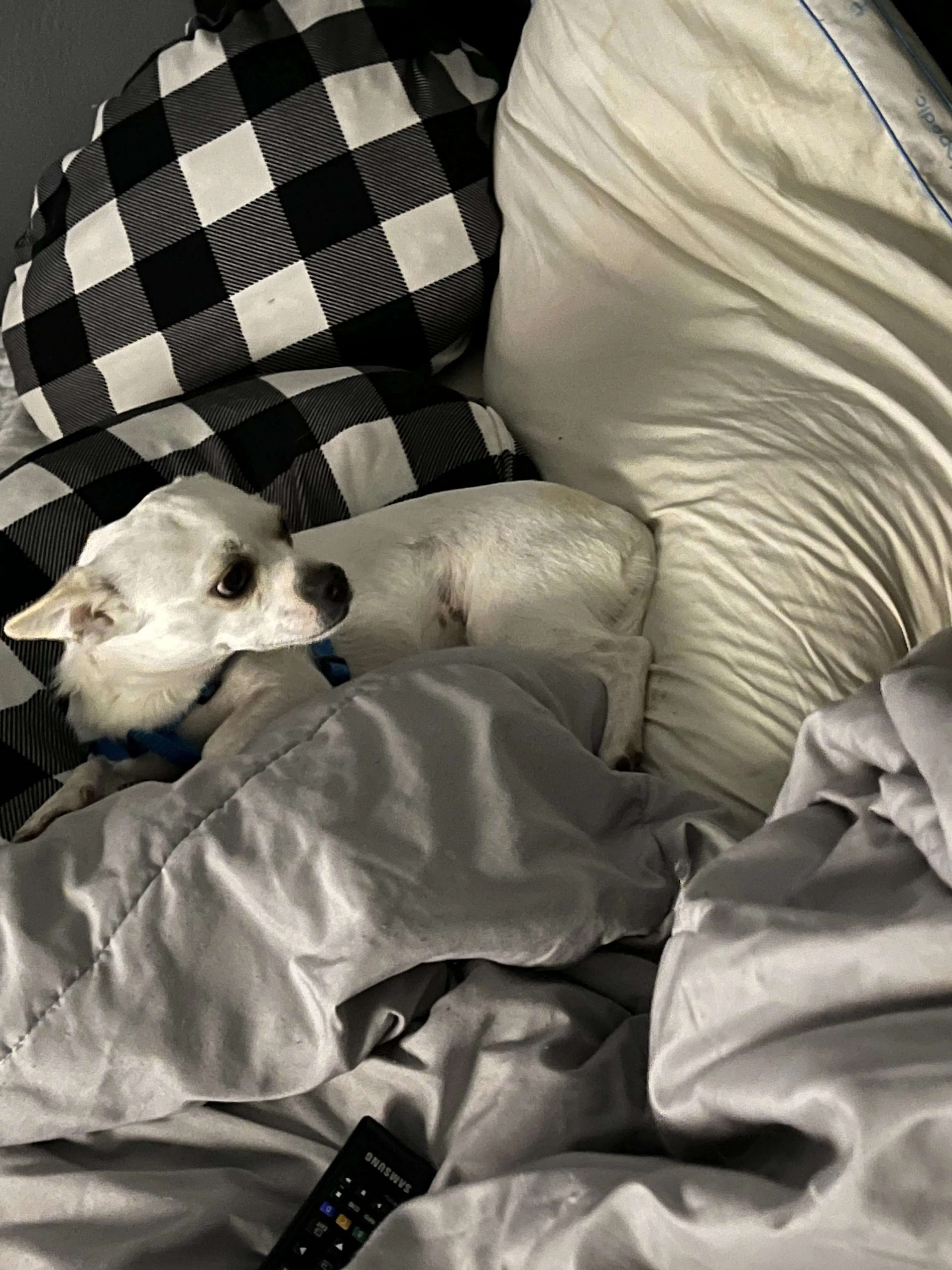 Lost pet-0
