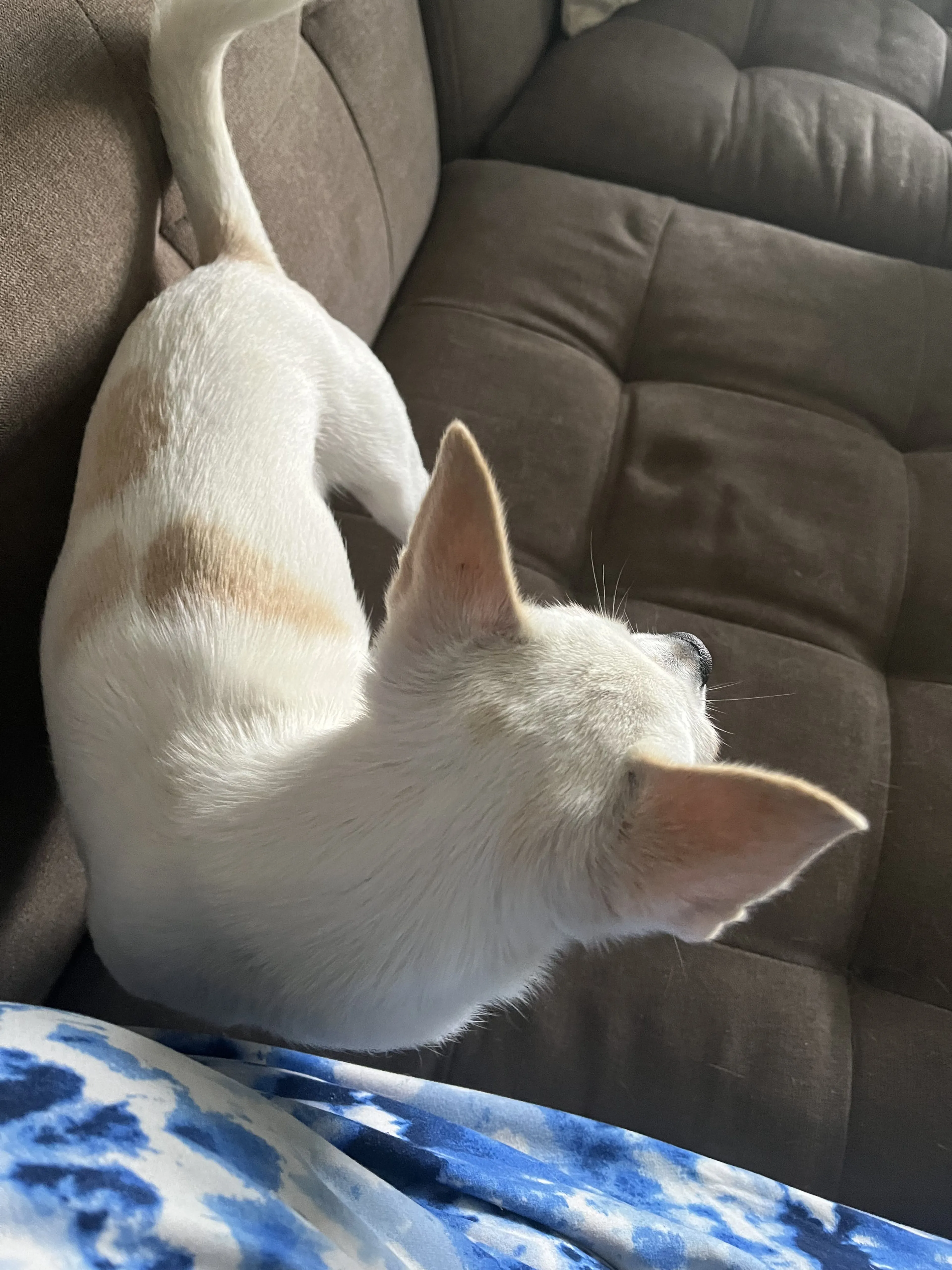 Lost pet-1