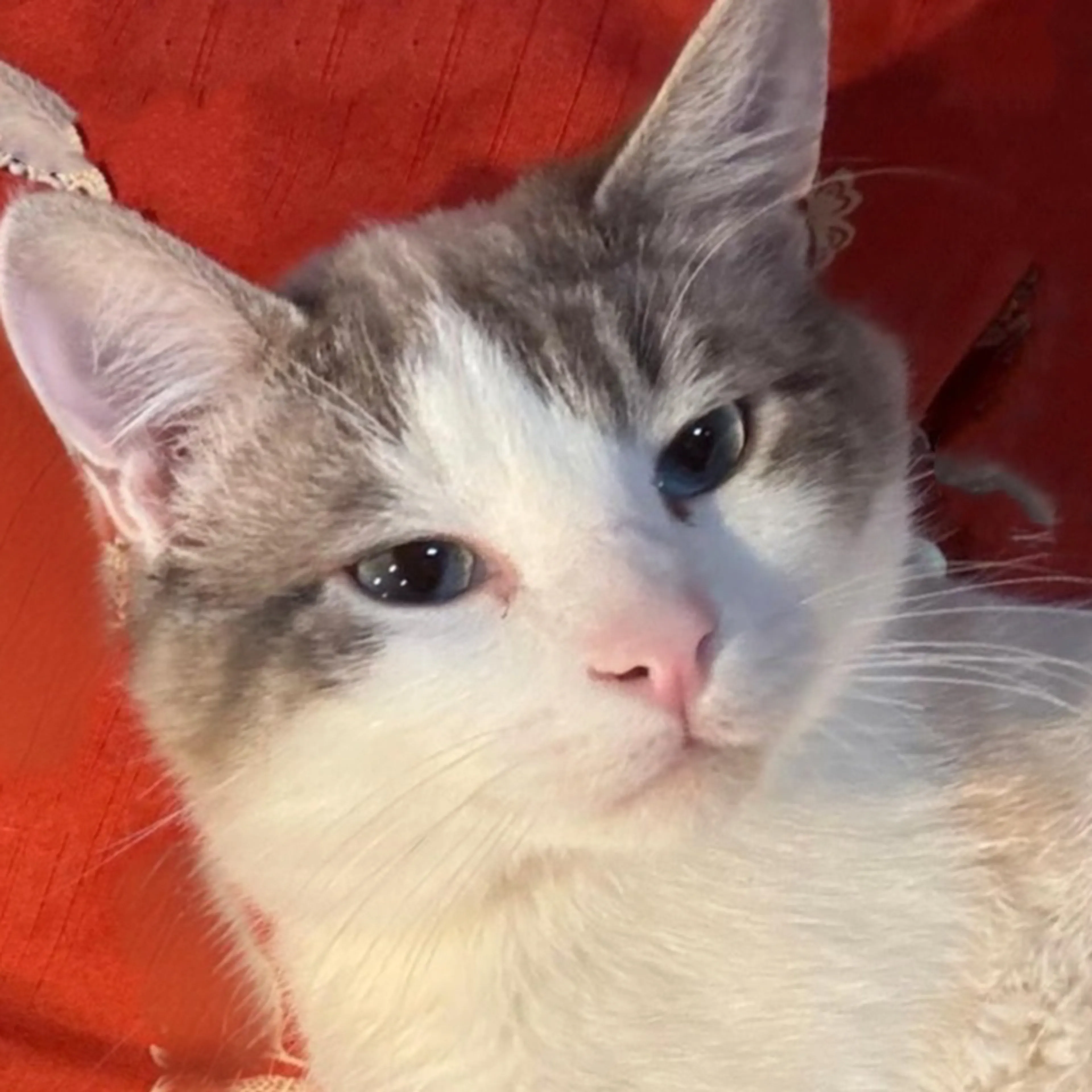 Lost pet-1
