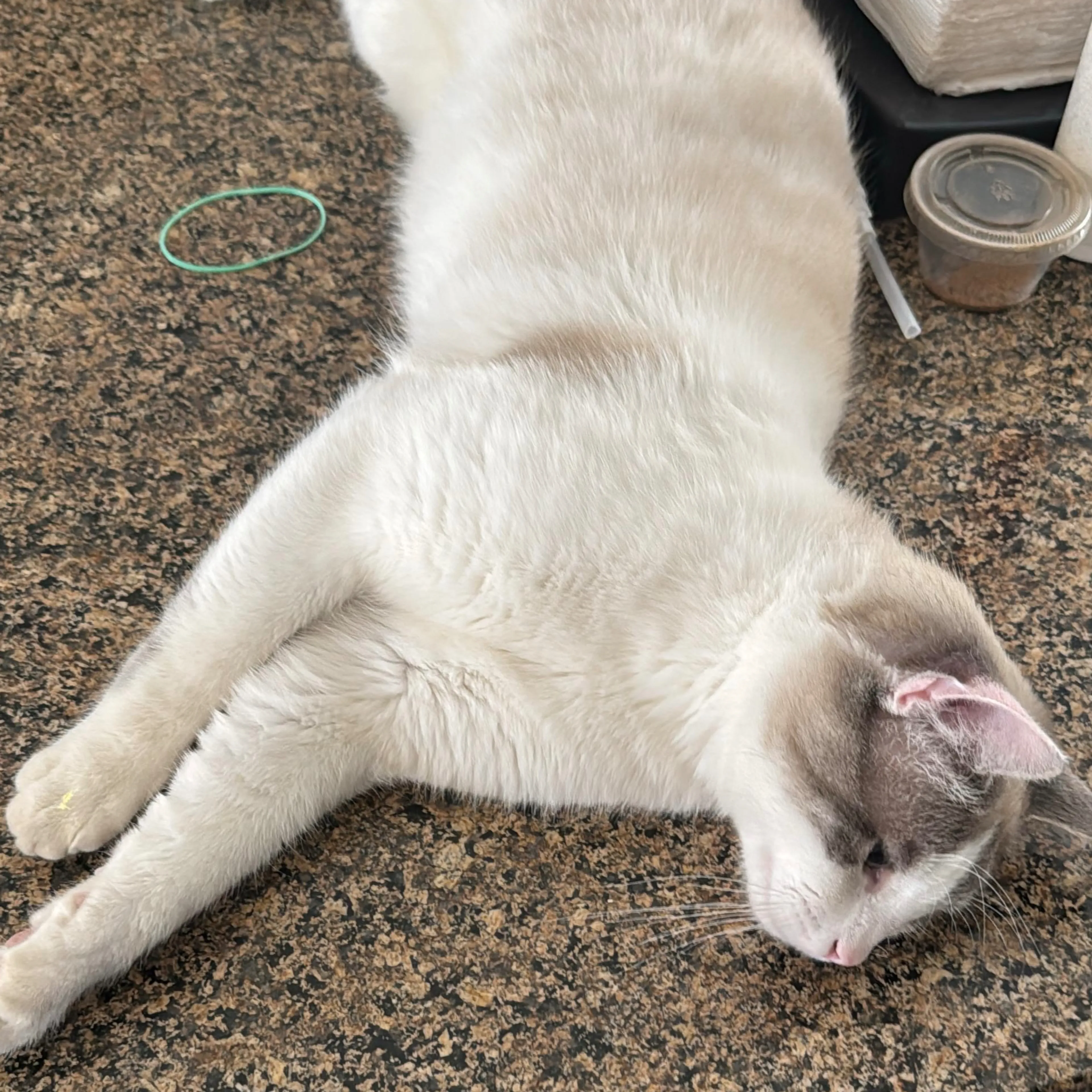 Lost pet-3