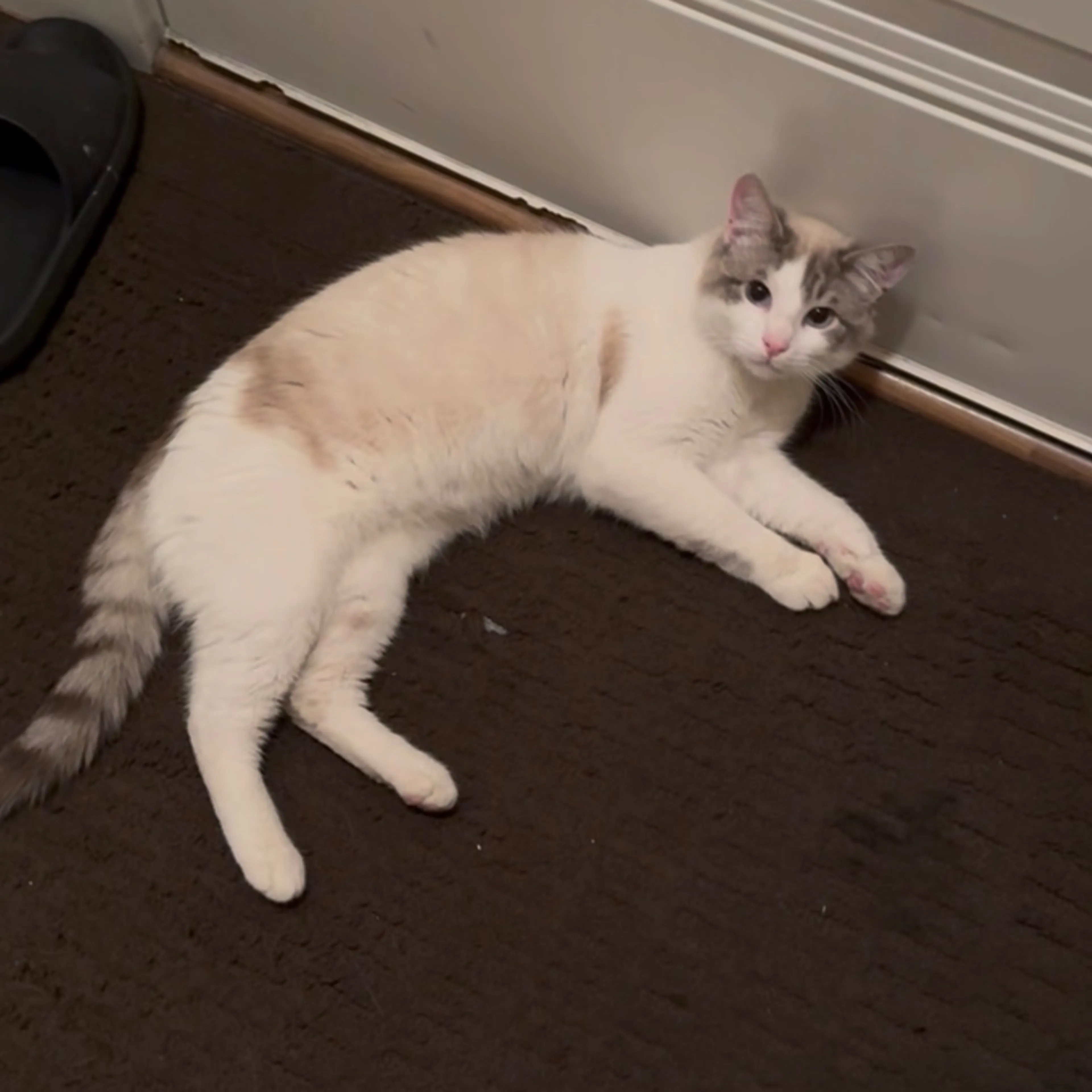 Lost pet-0
