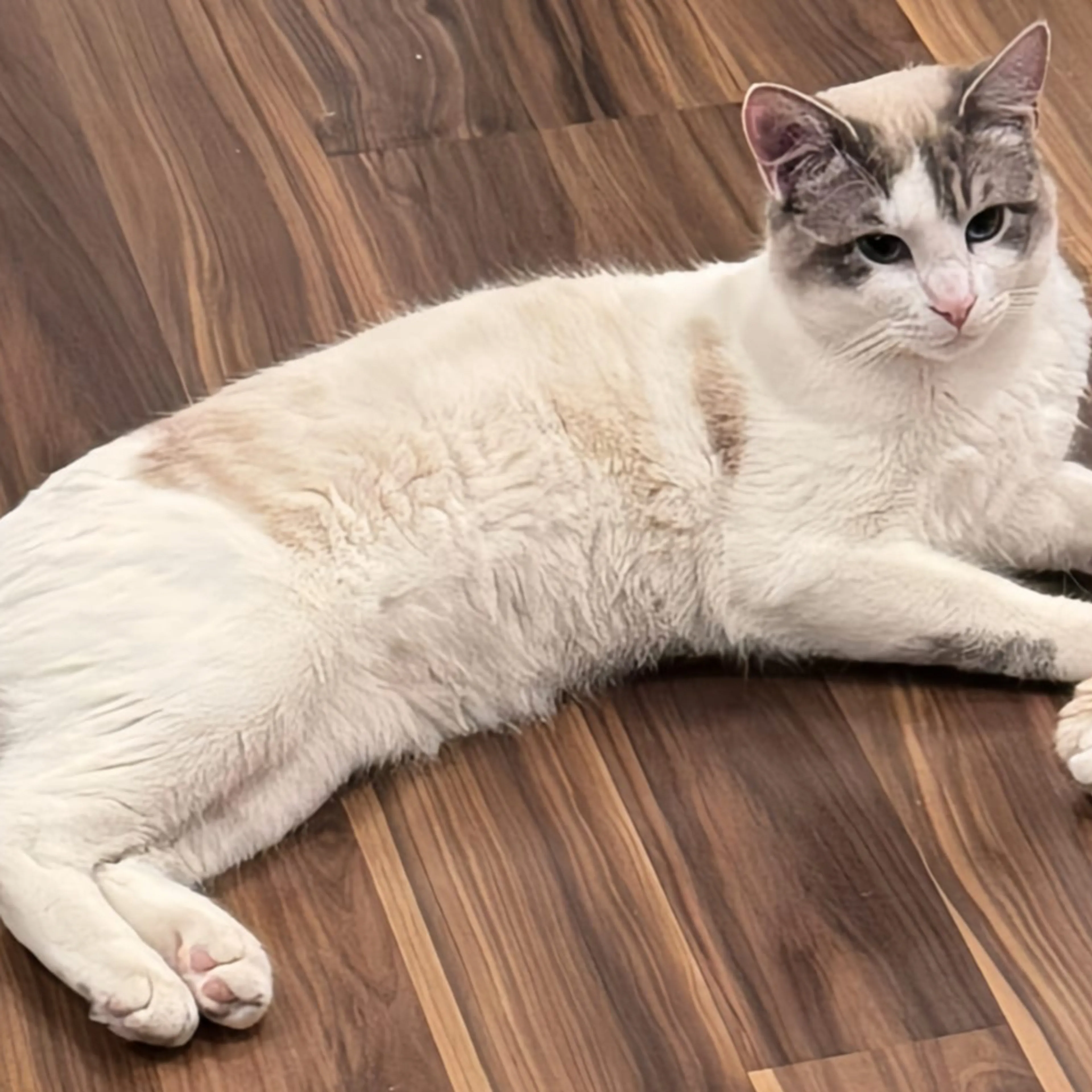 Lost pet-2