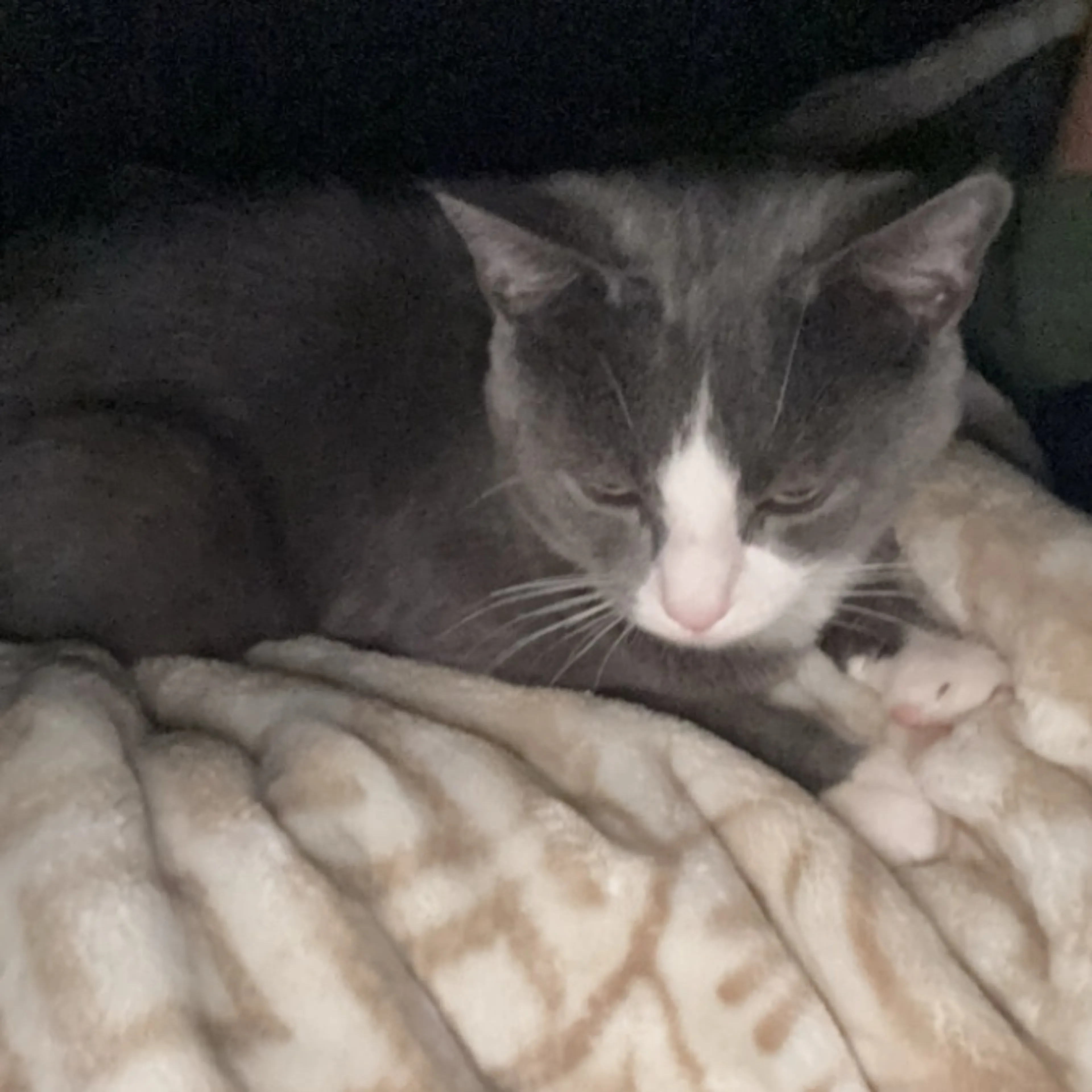 Lost pet