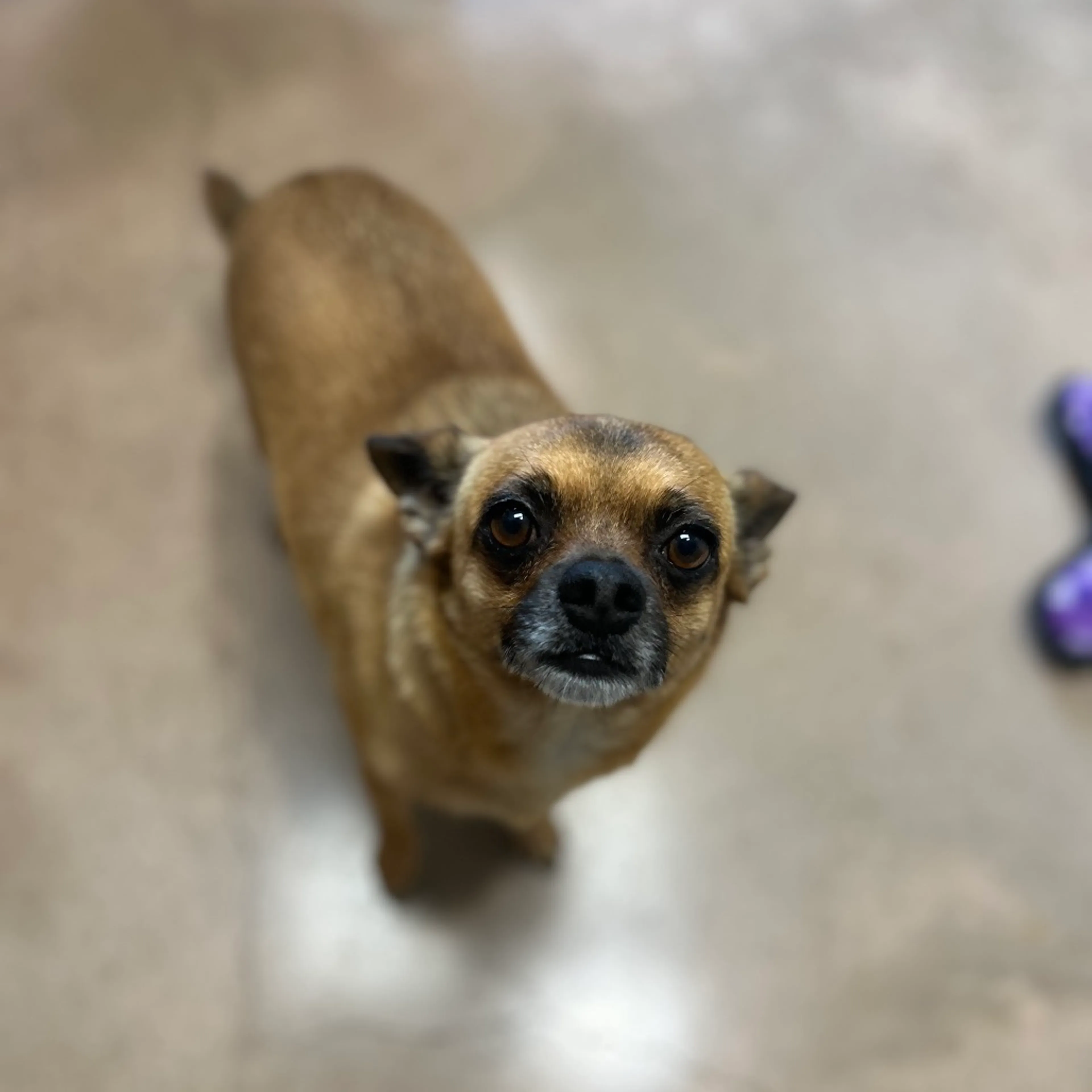 Found pet-1