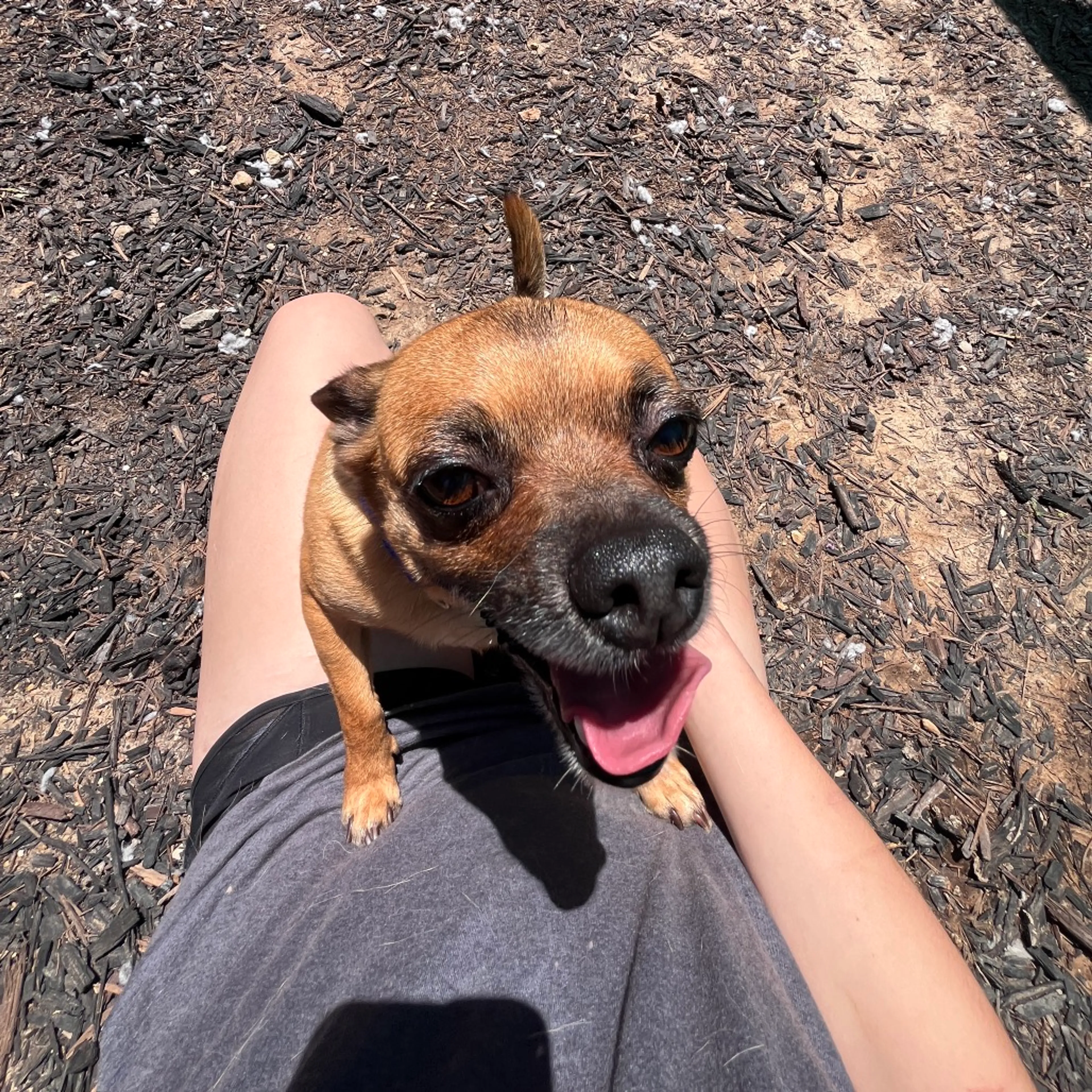Found pet-7