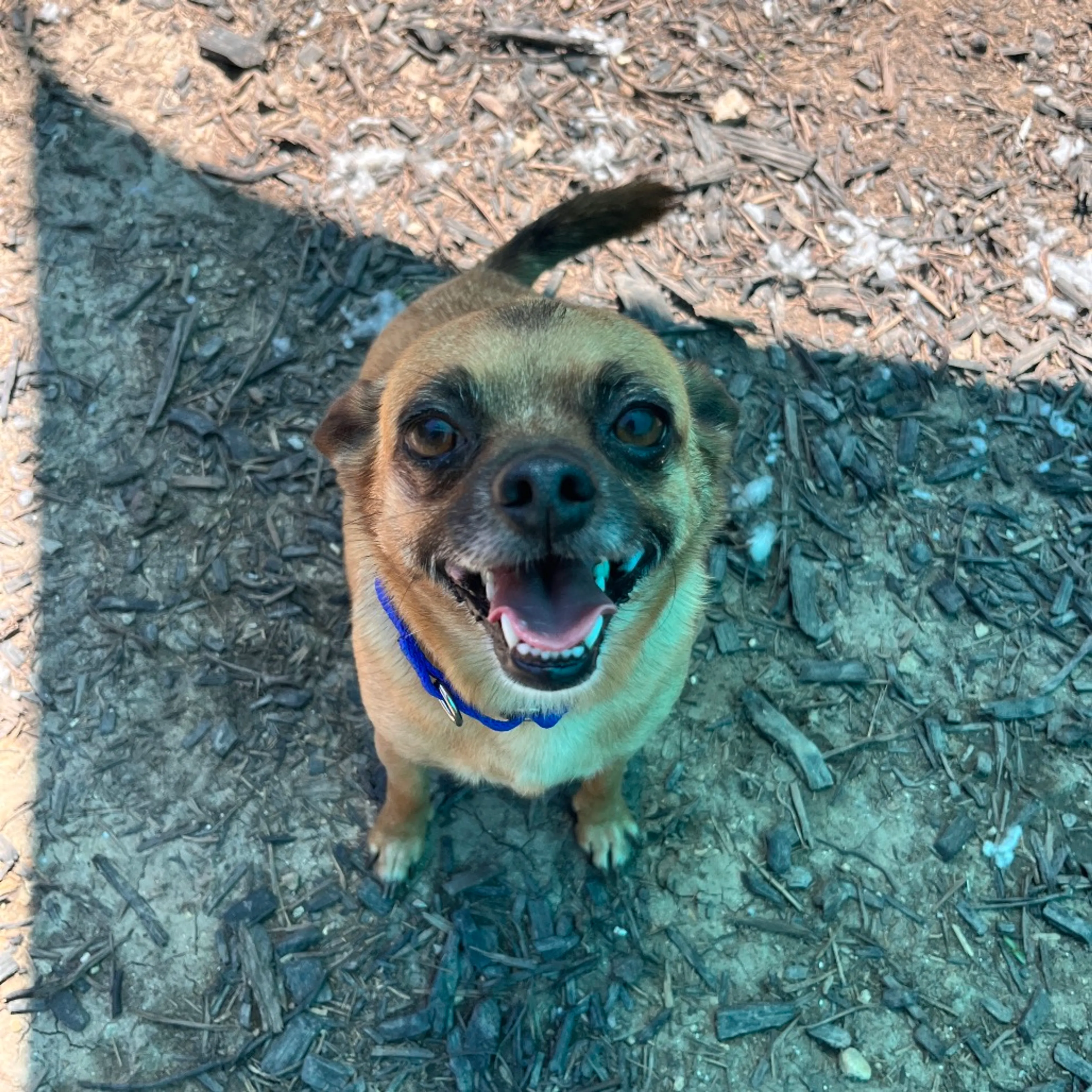 Found pet-4