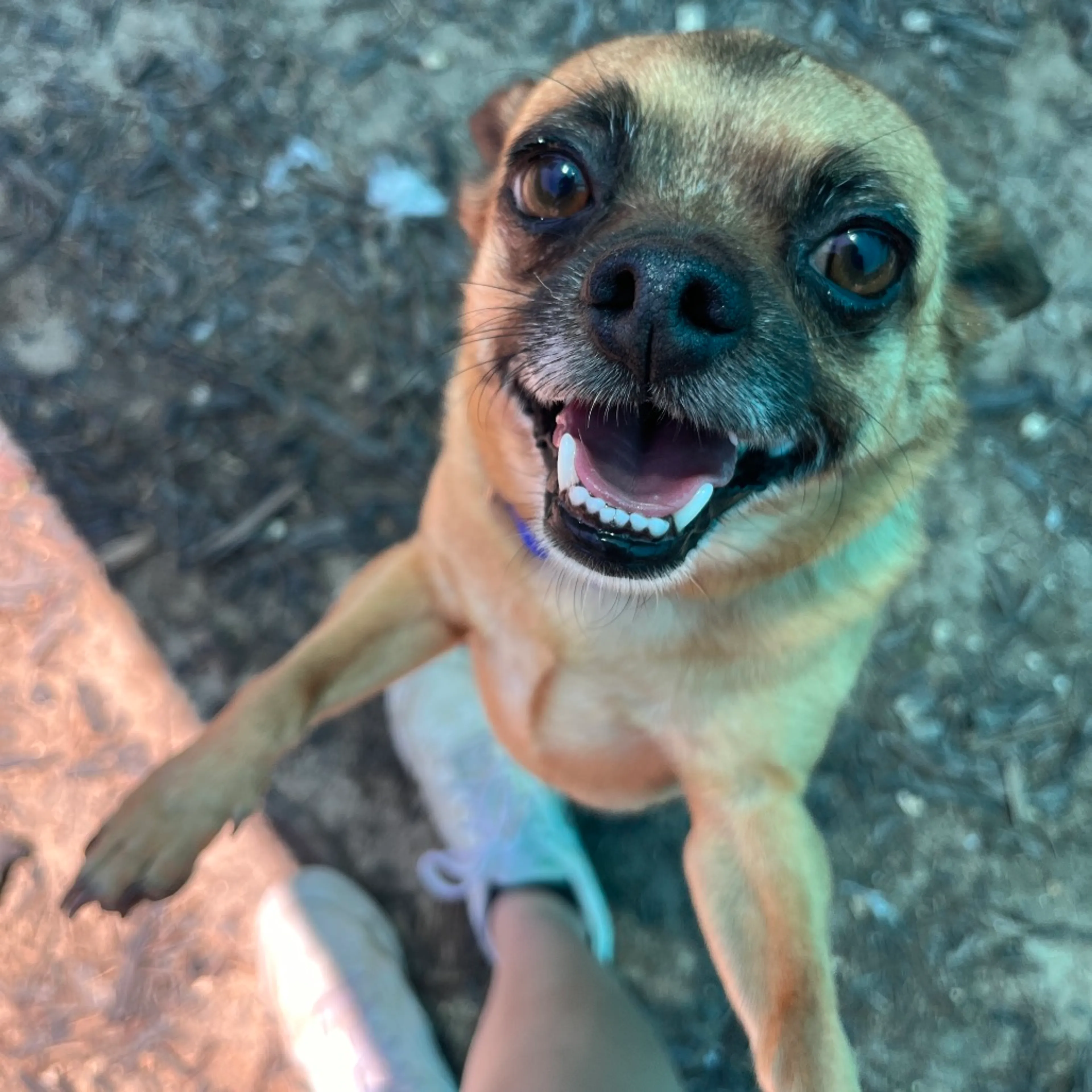 Found pet-6