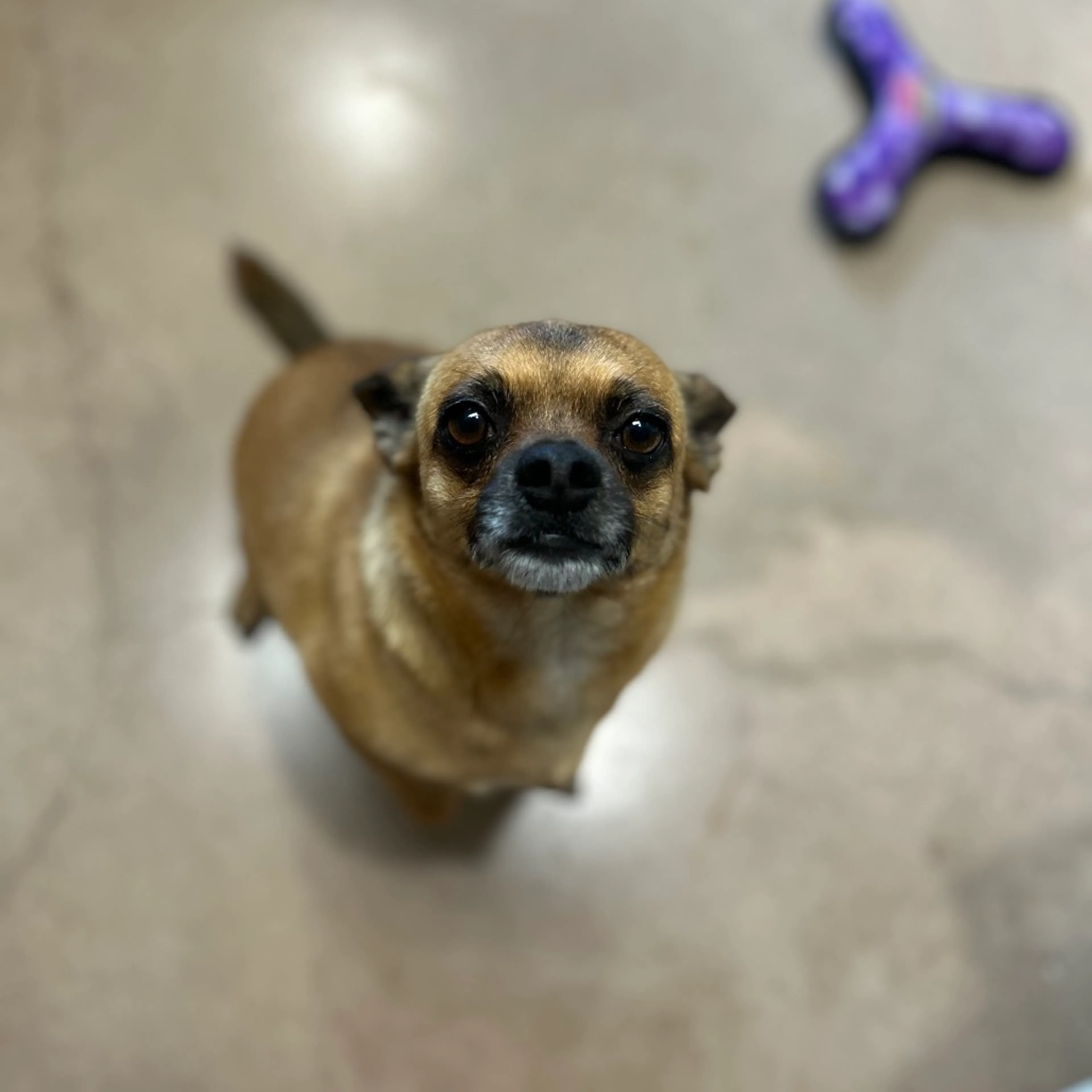 Found pet-3