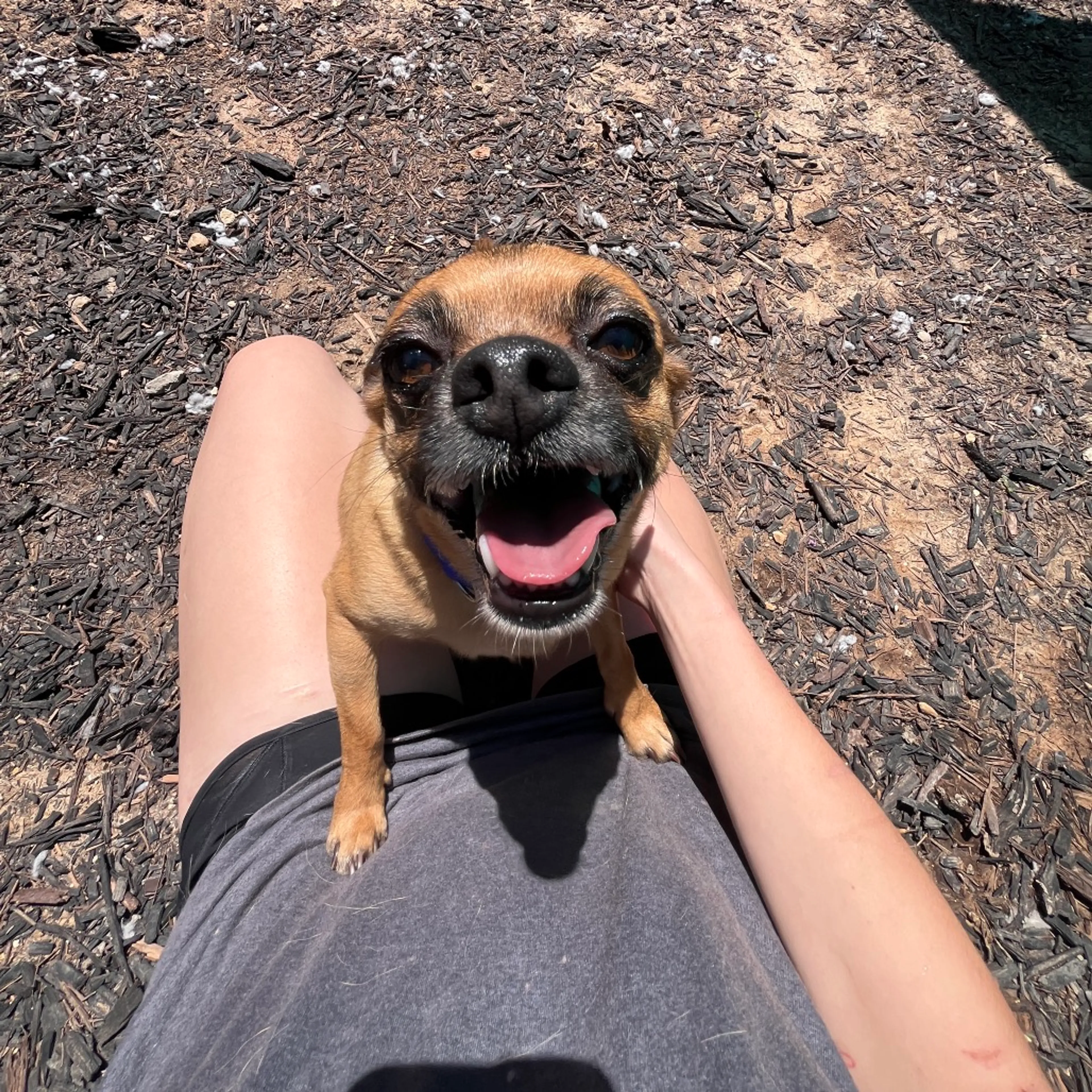 Found pet-8