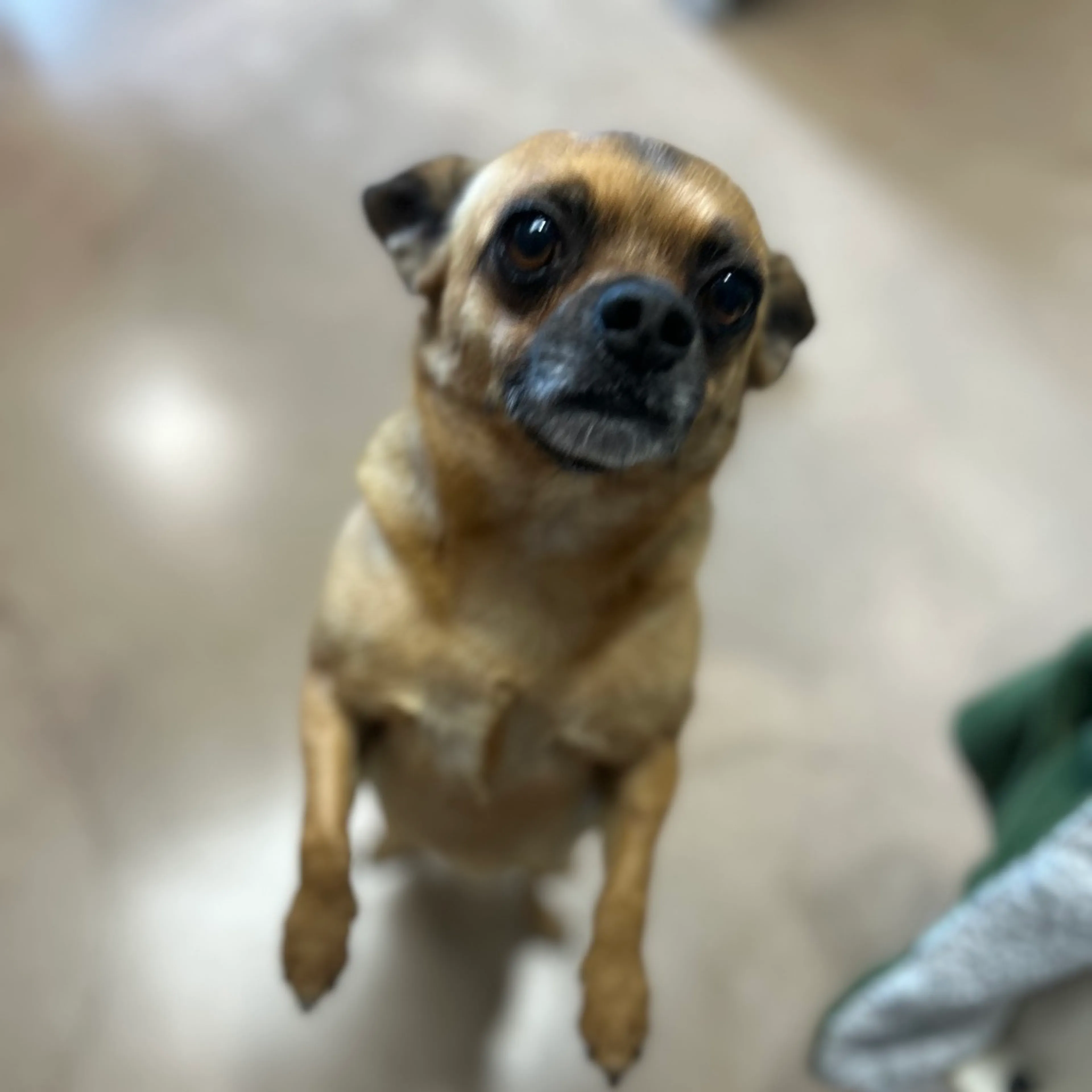 Found pet-2
