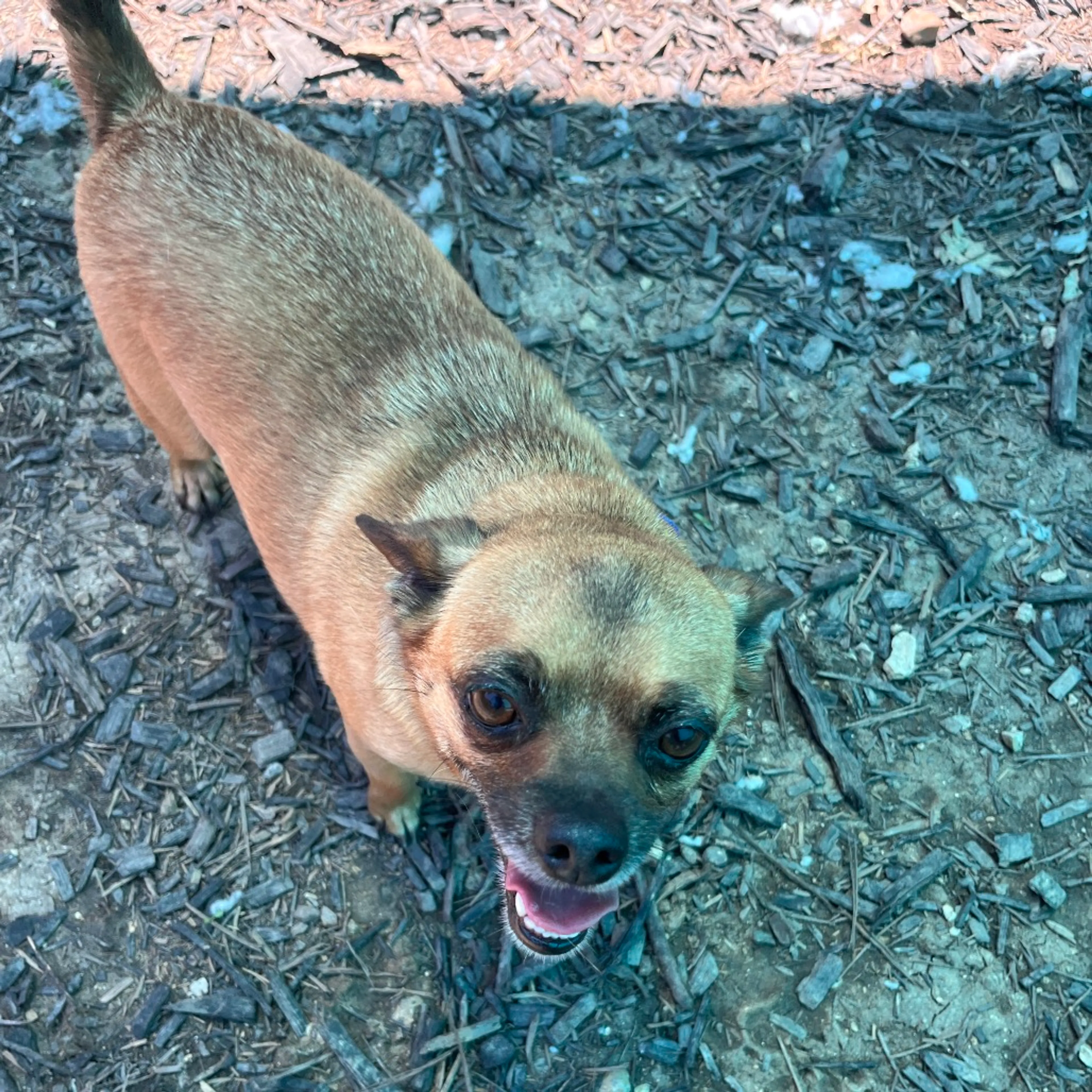 Found pet-5