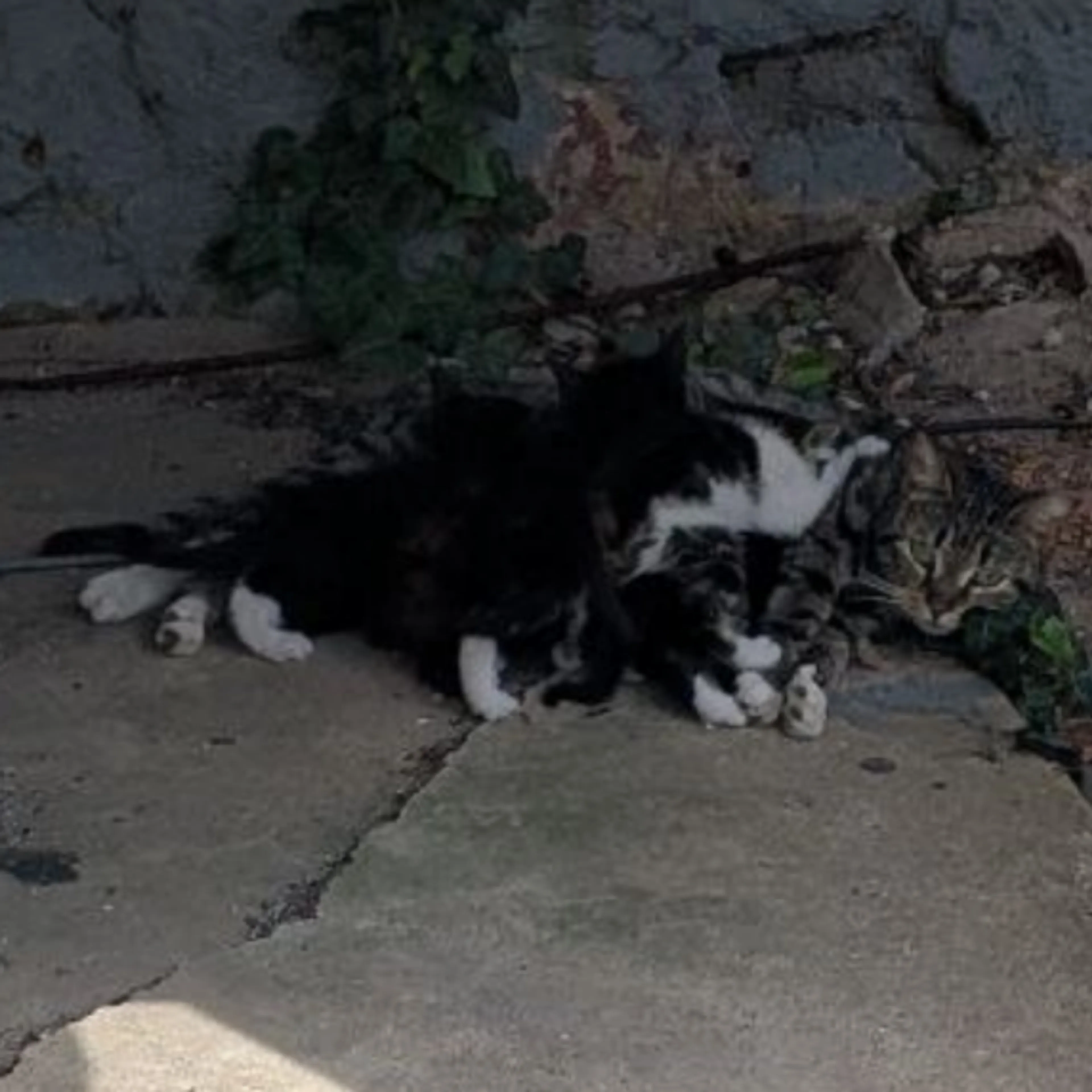 Found pet-1
