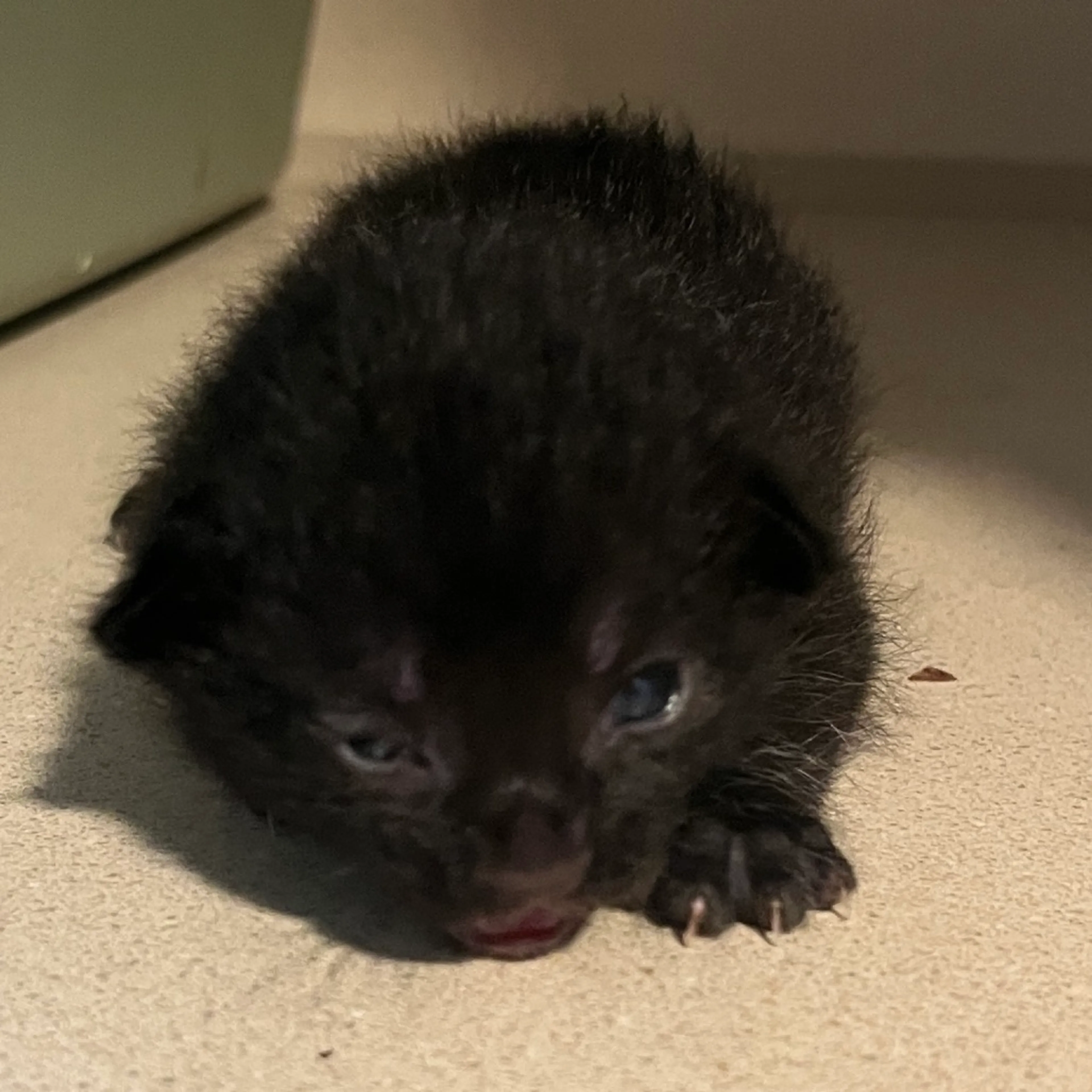 Found pet-2