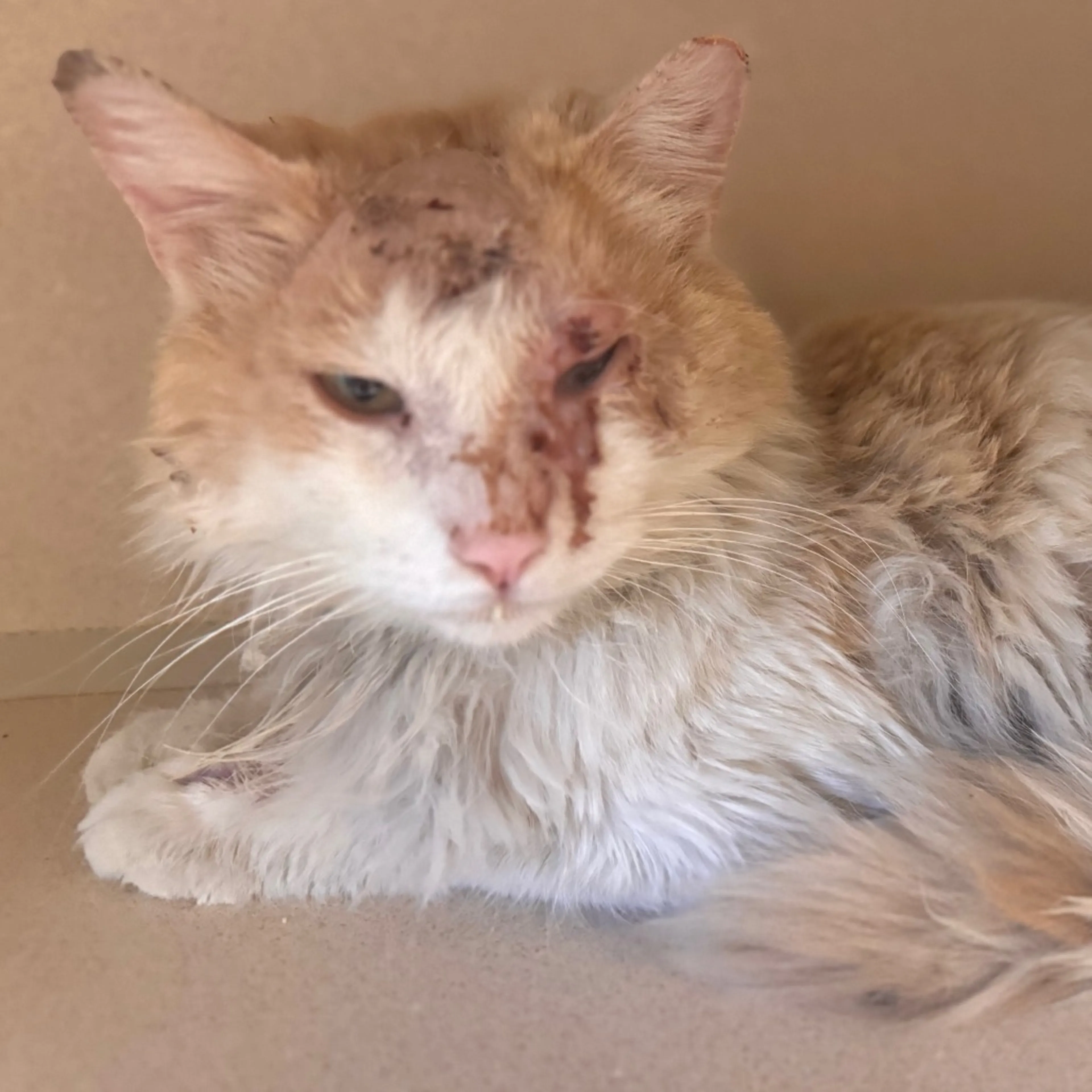Found pet-2