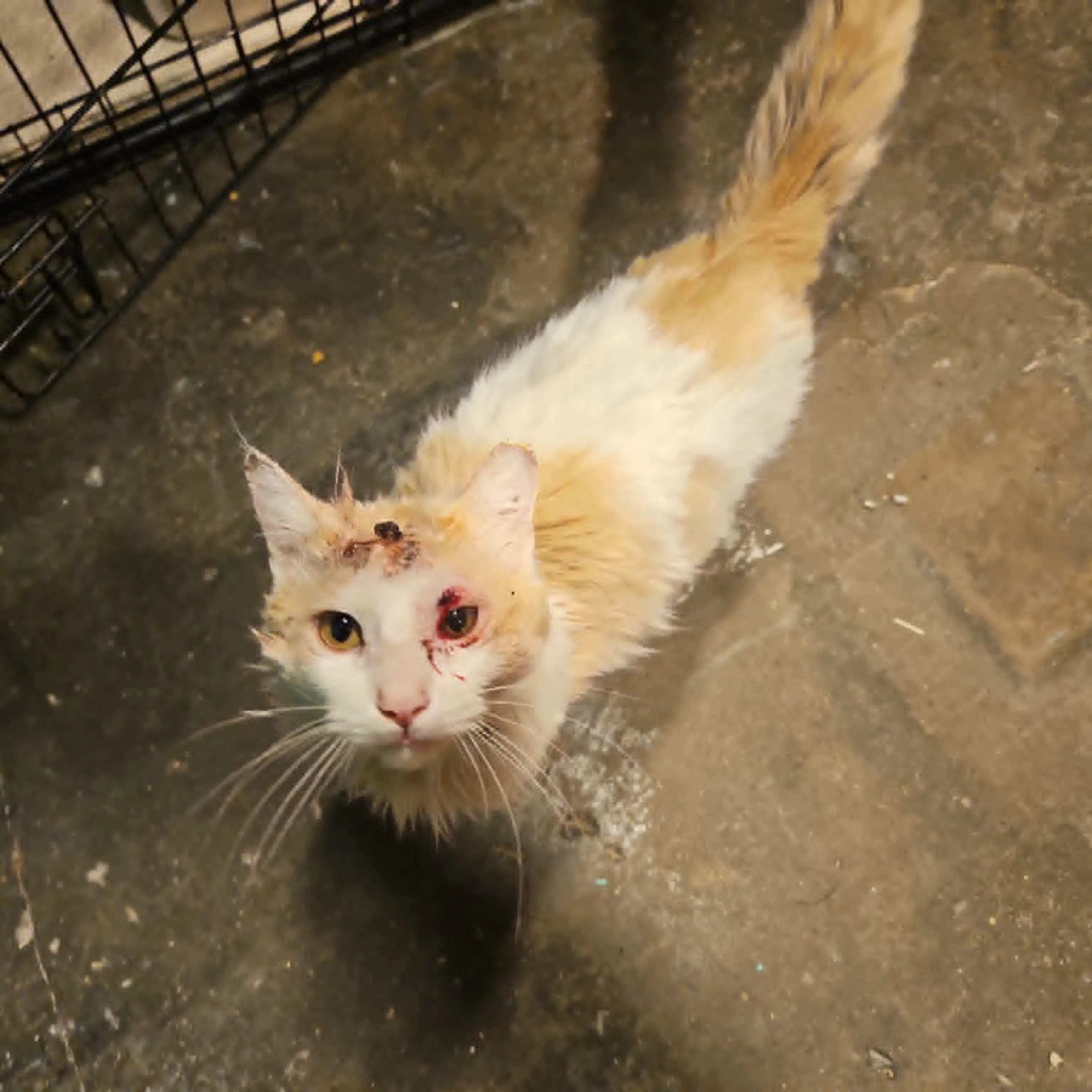 Found pet-1