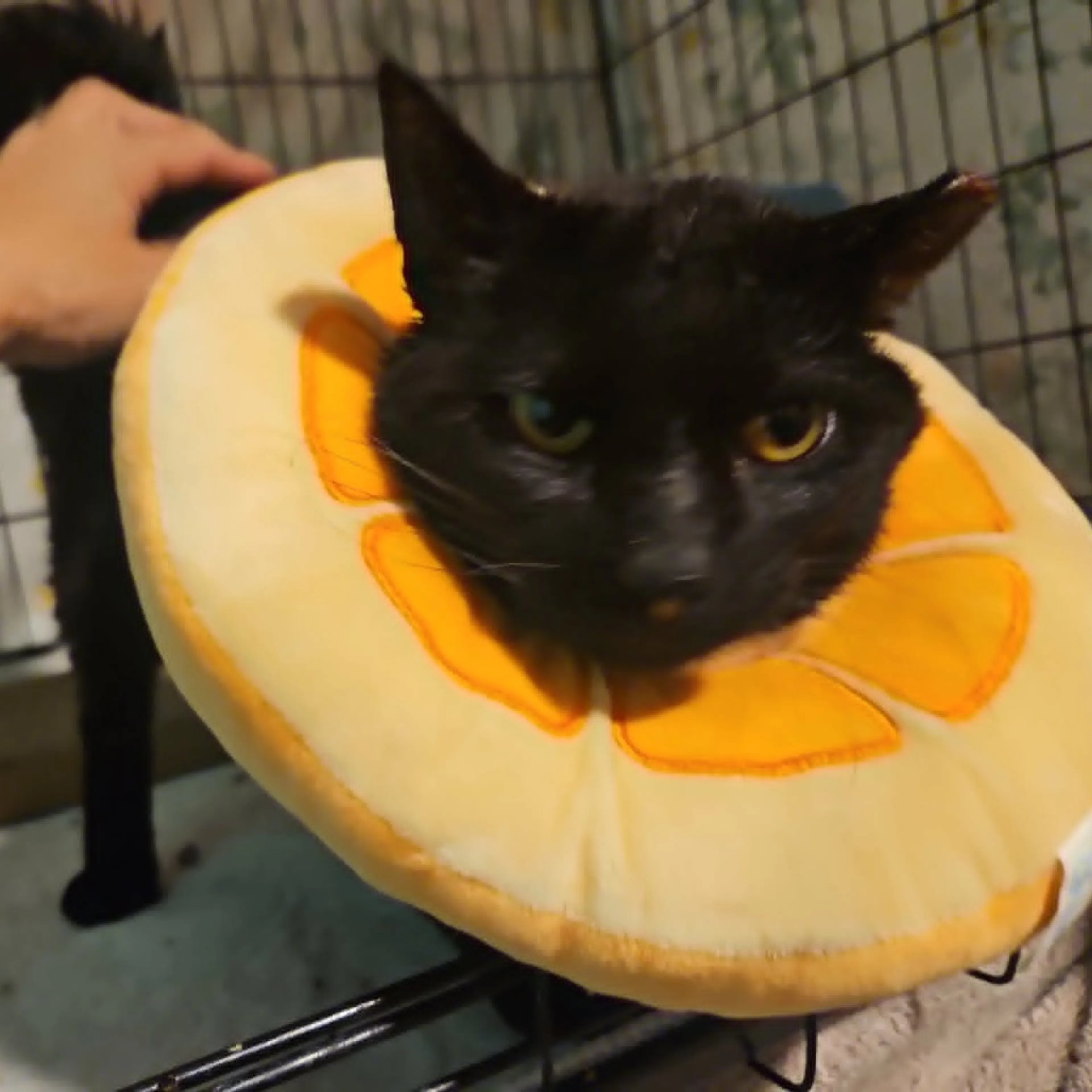 Found pet-1