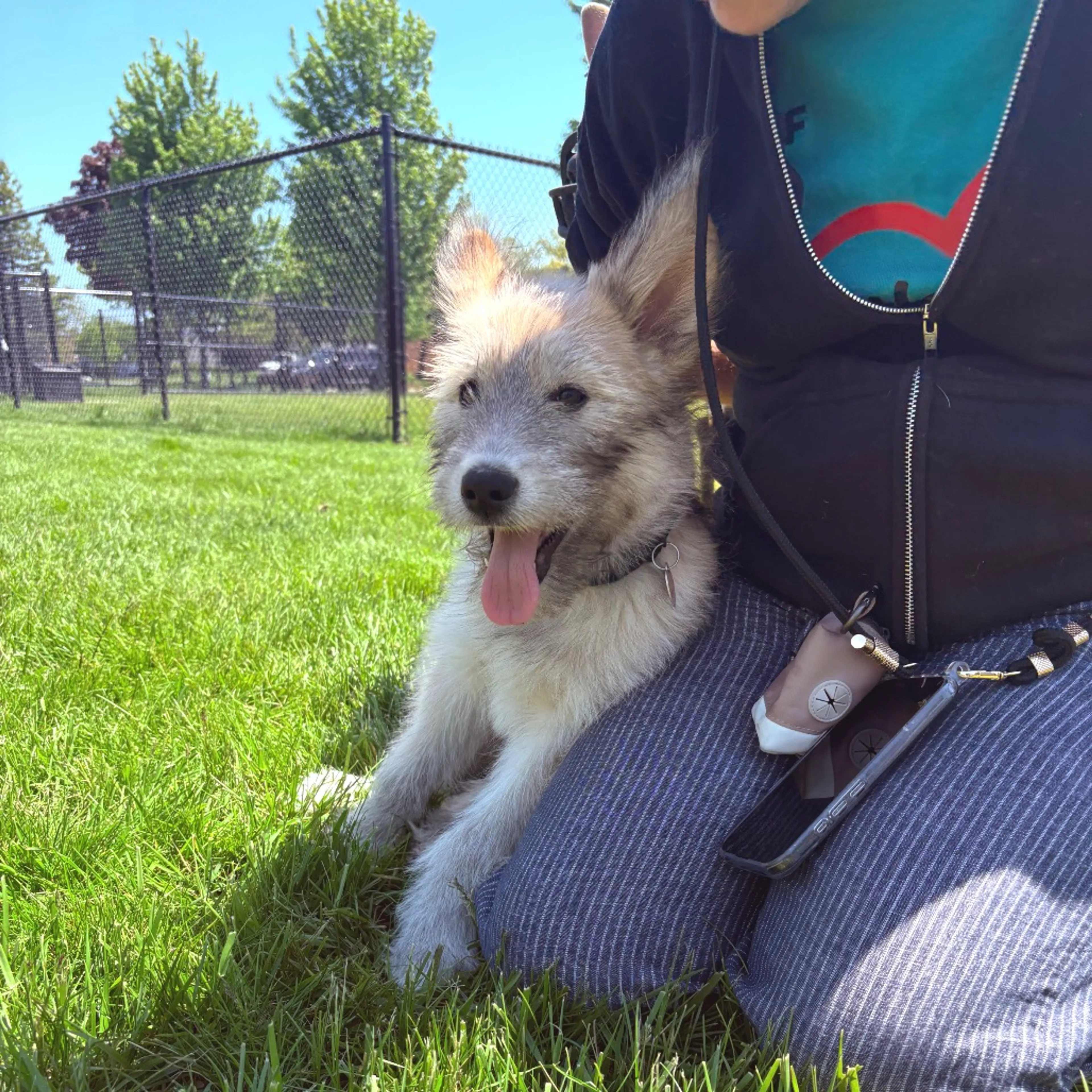 Found pet-16