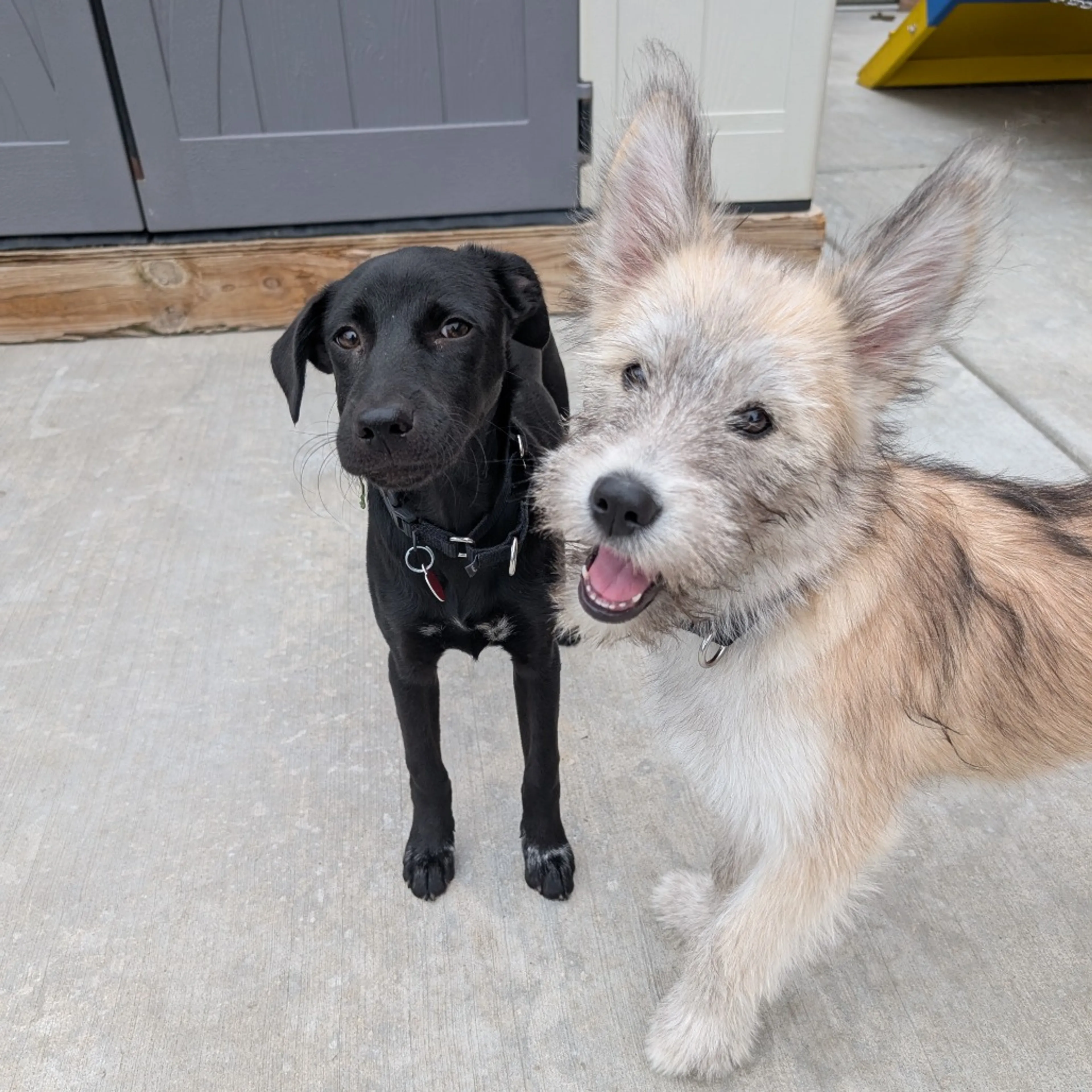 cdn image