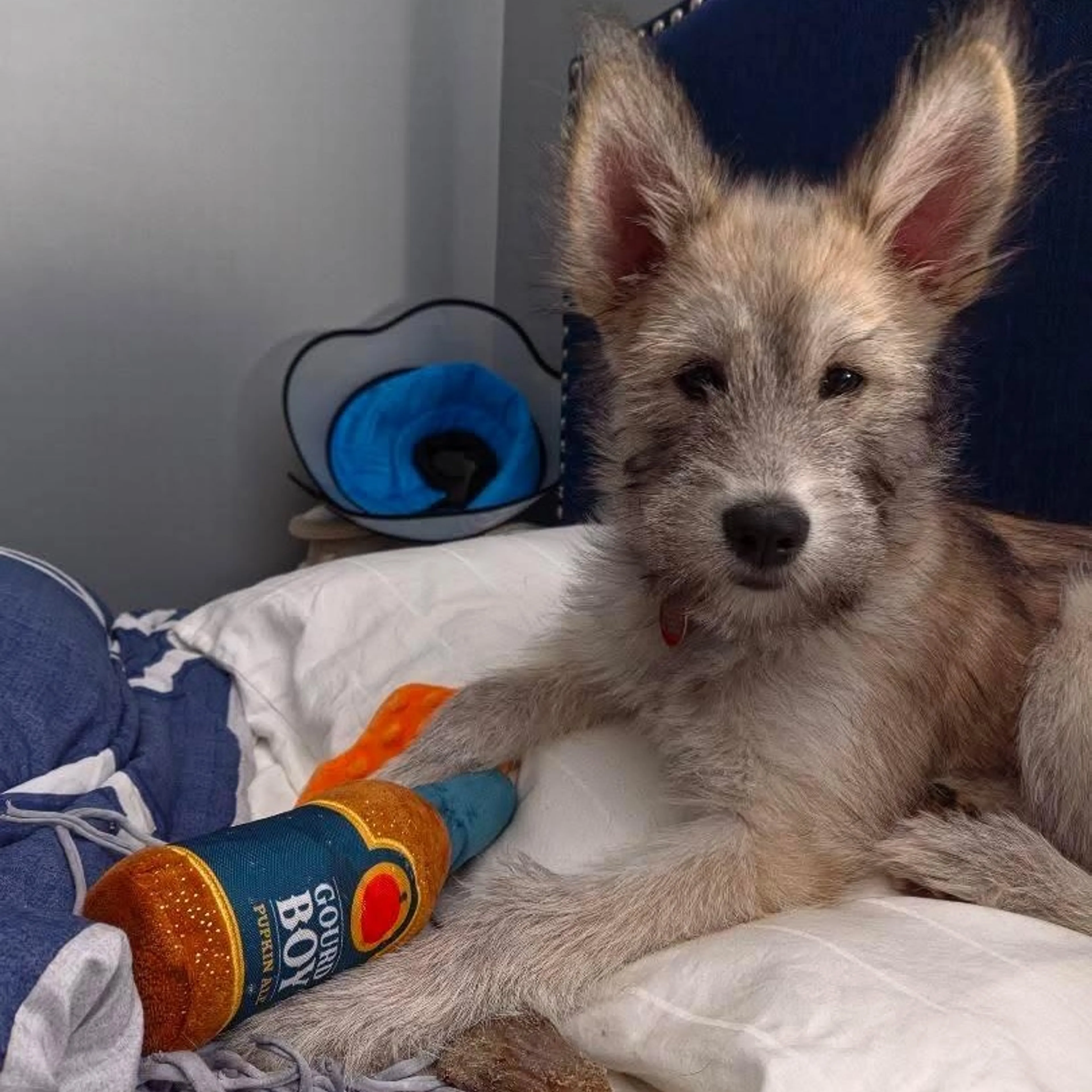 Found pet-14