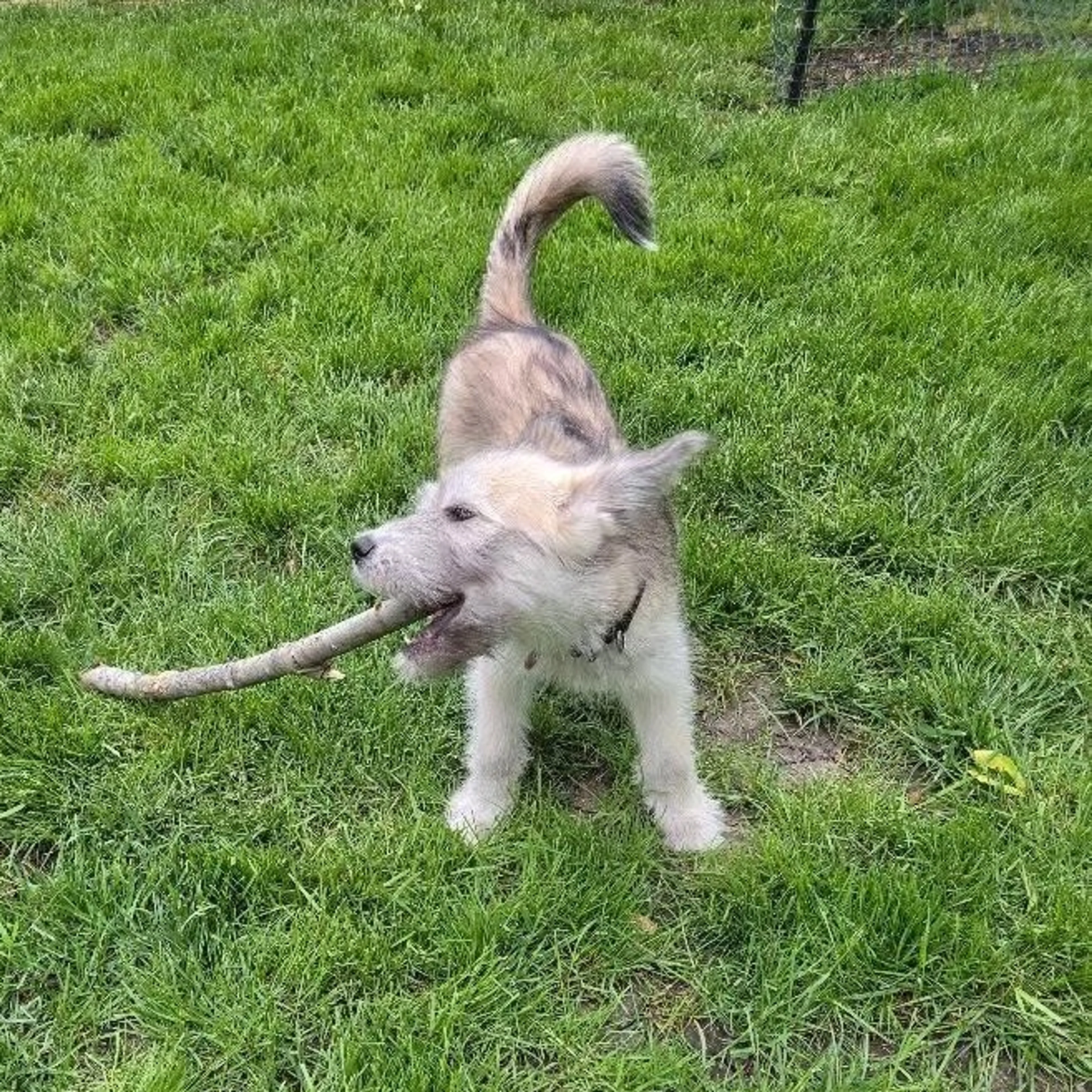 Found pet-11