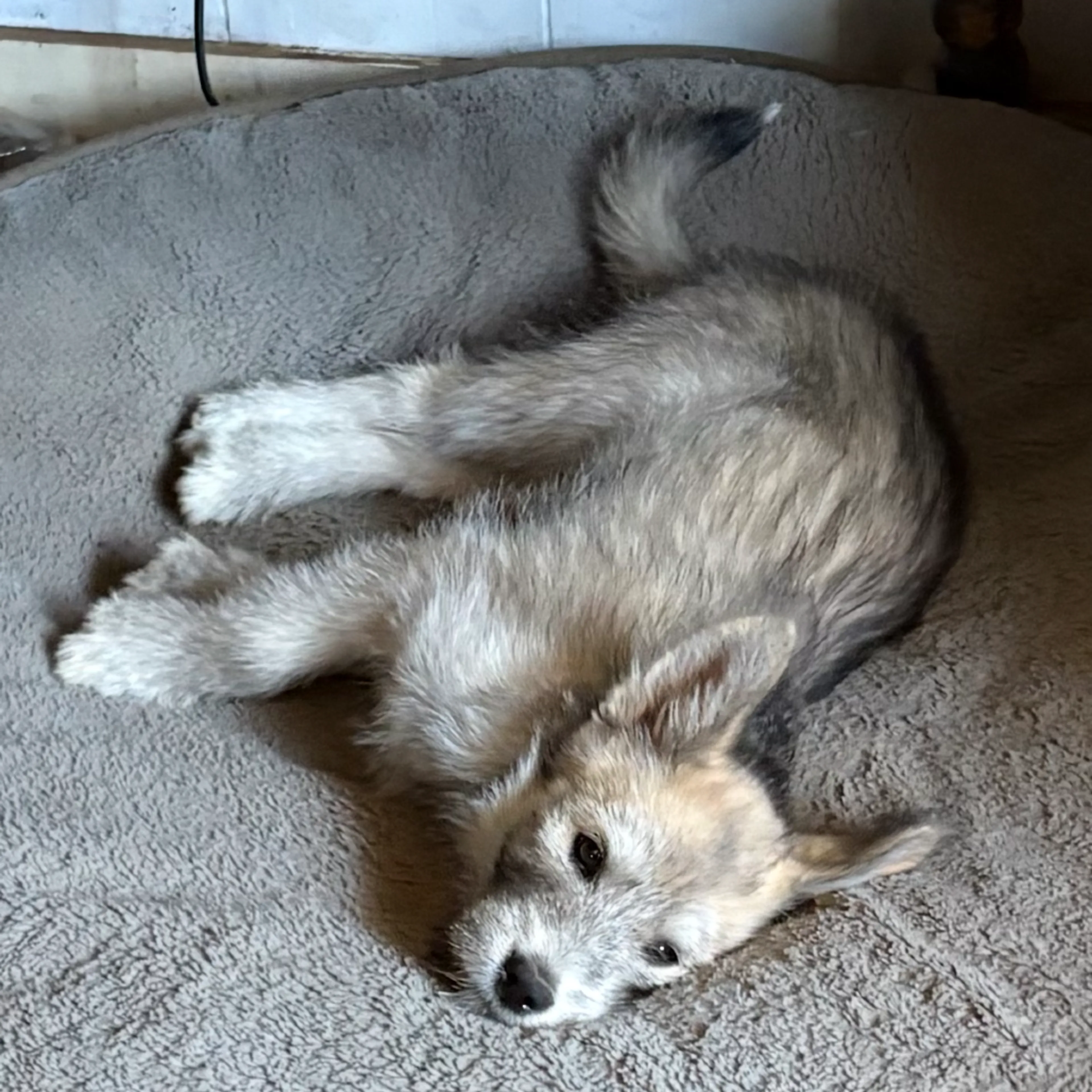 Found pet-2