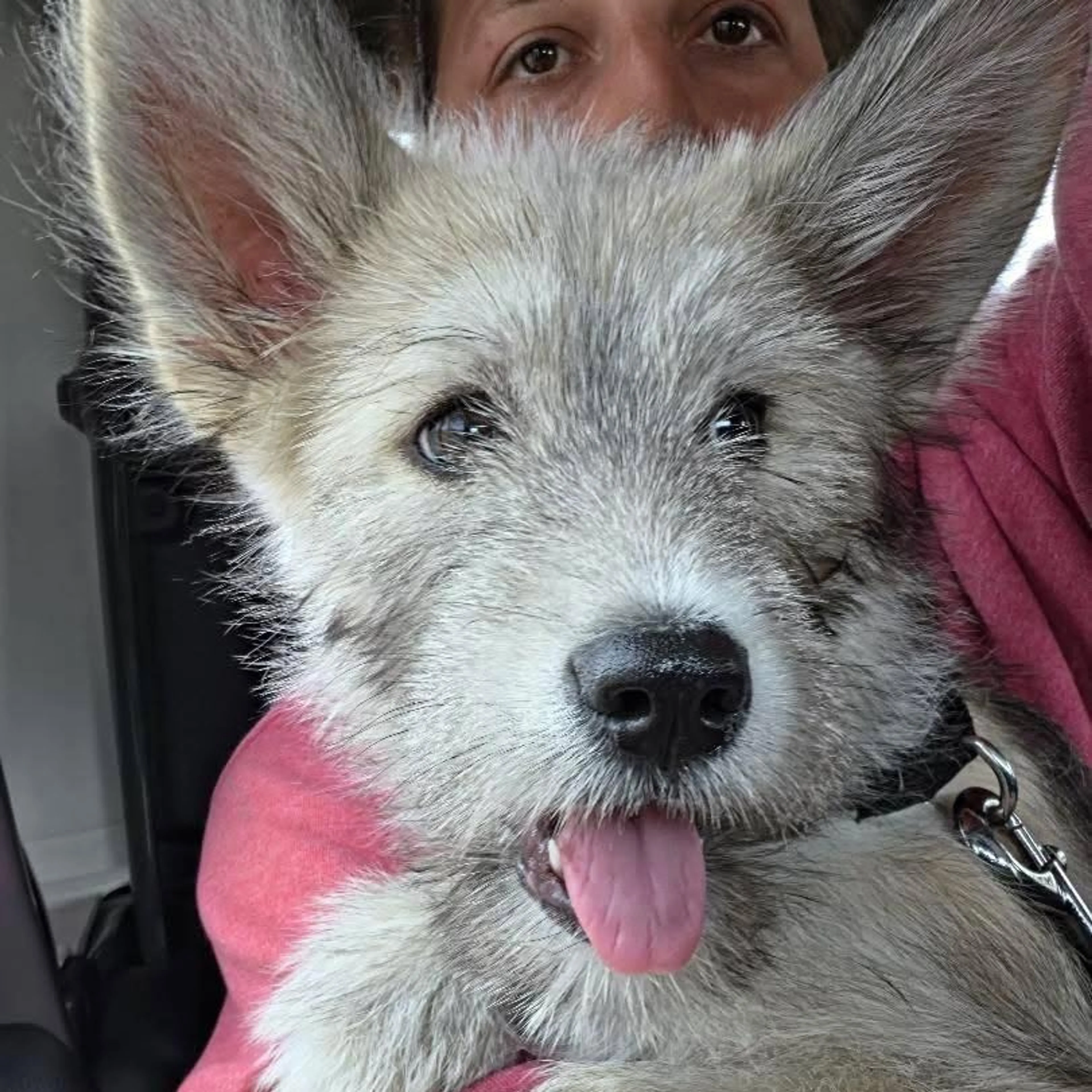 Found pet-7