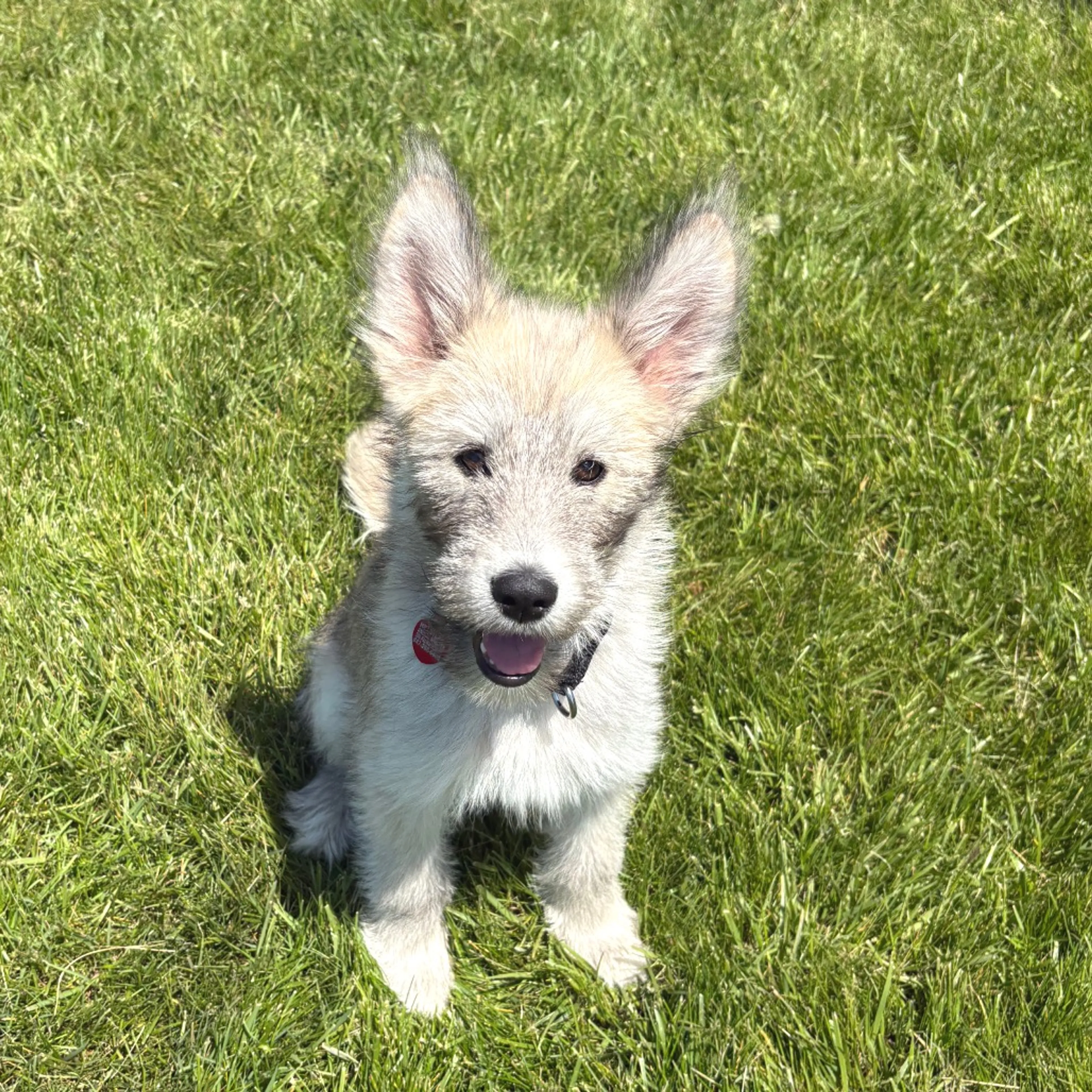 Found pet-18