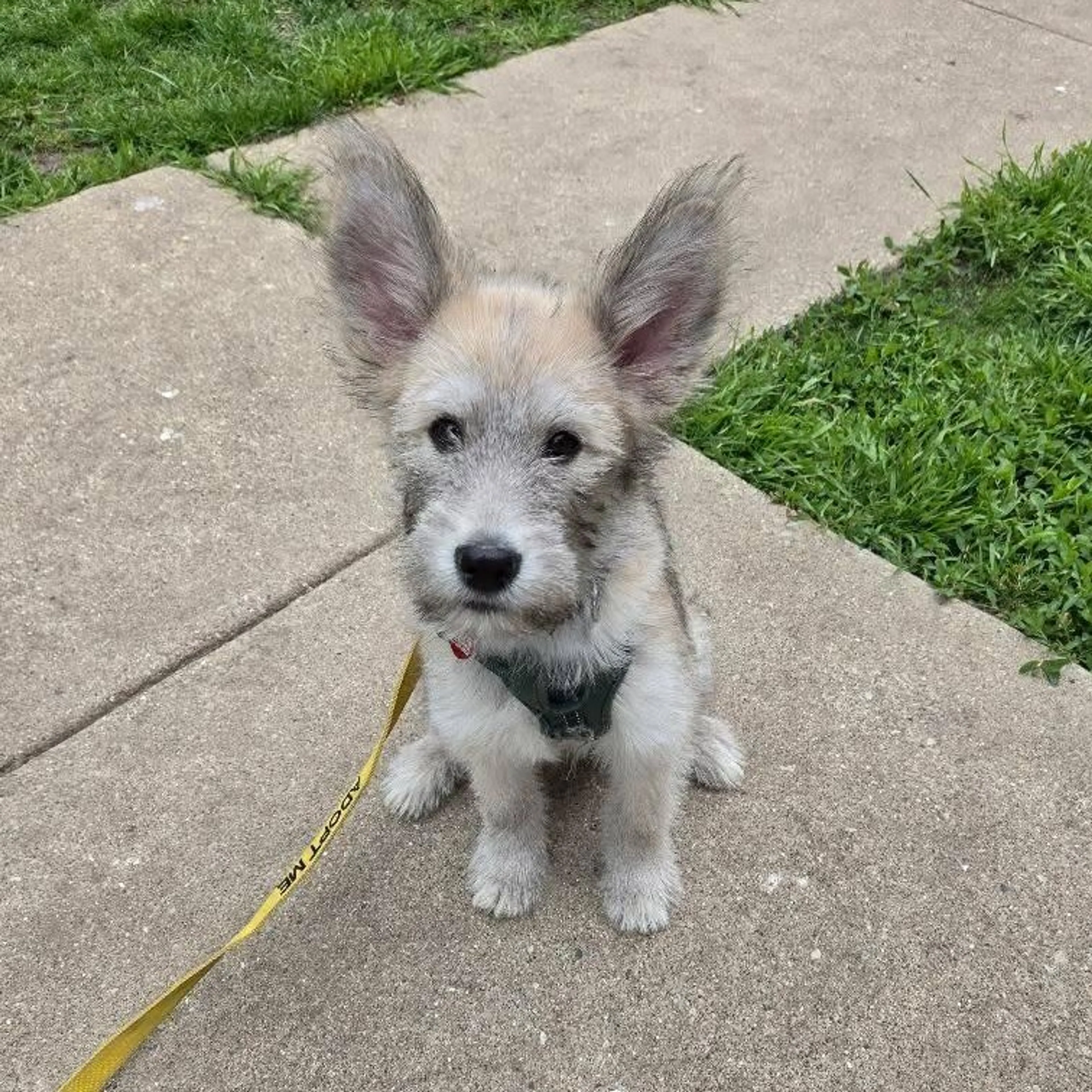 Found pet-8