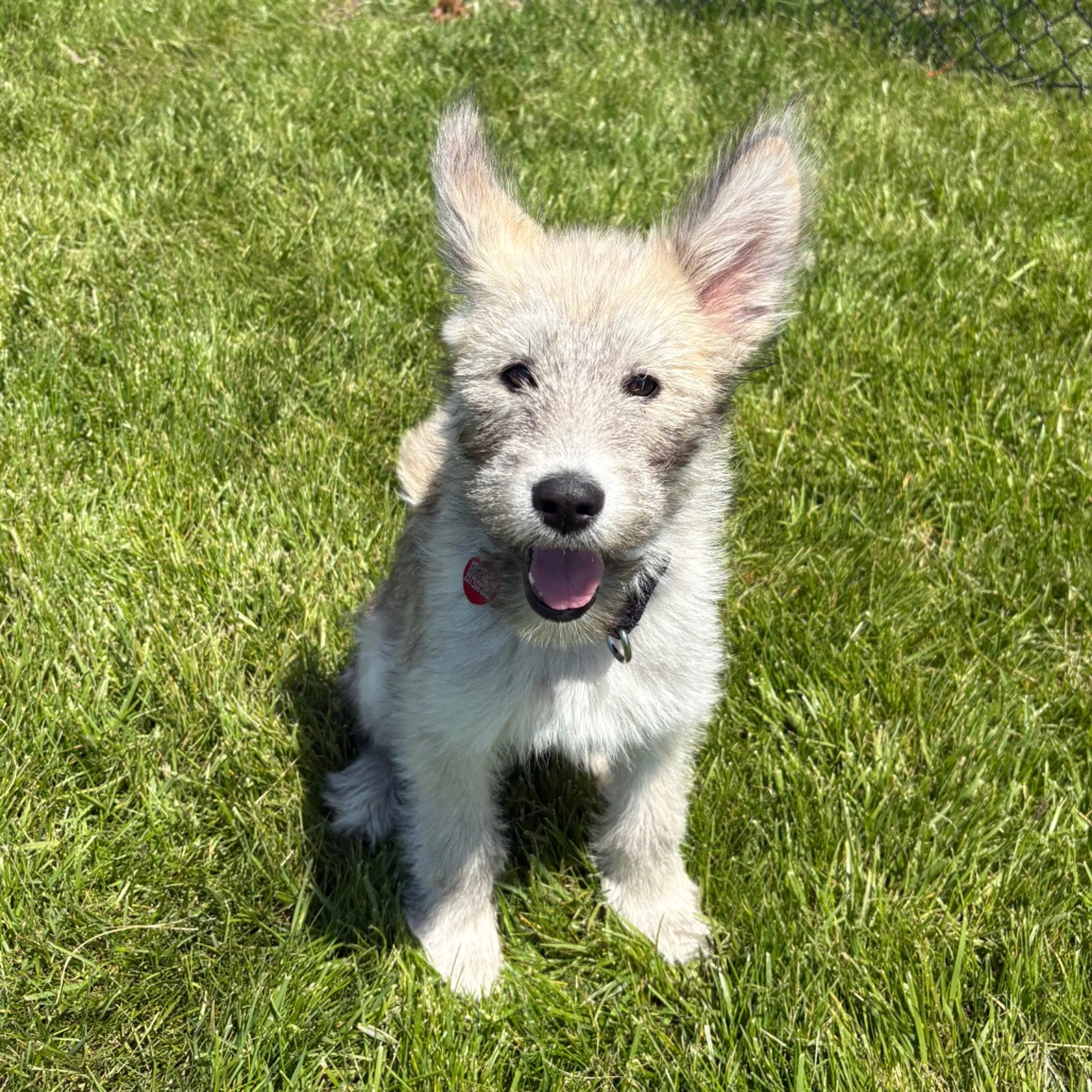 Found pet-19
