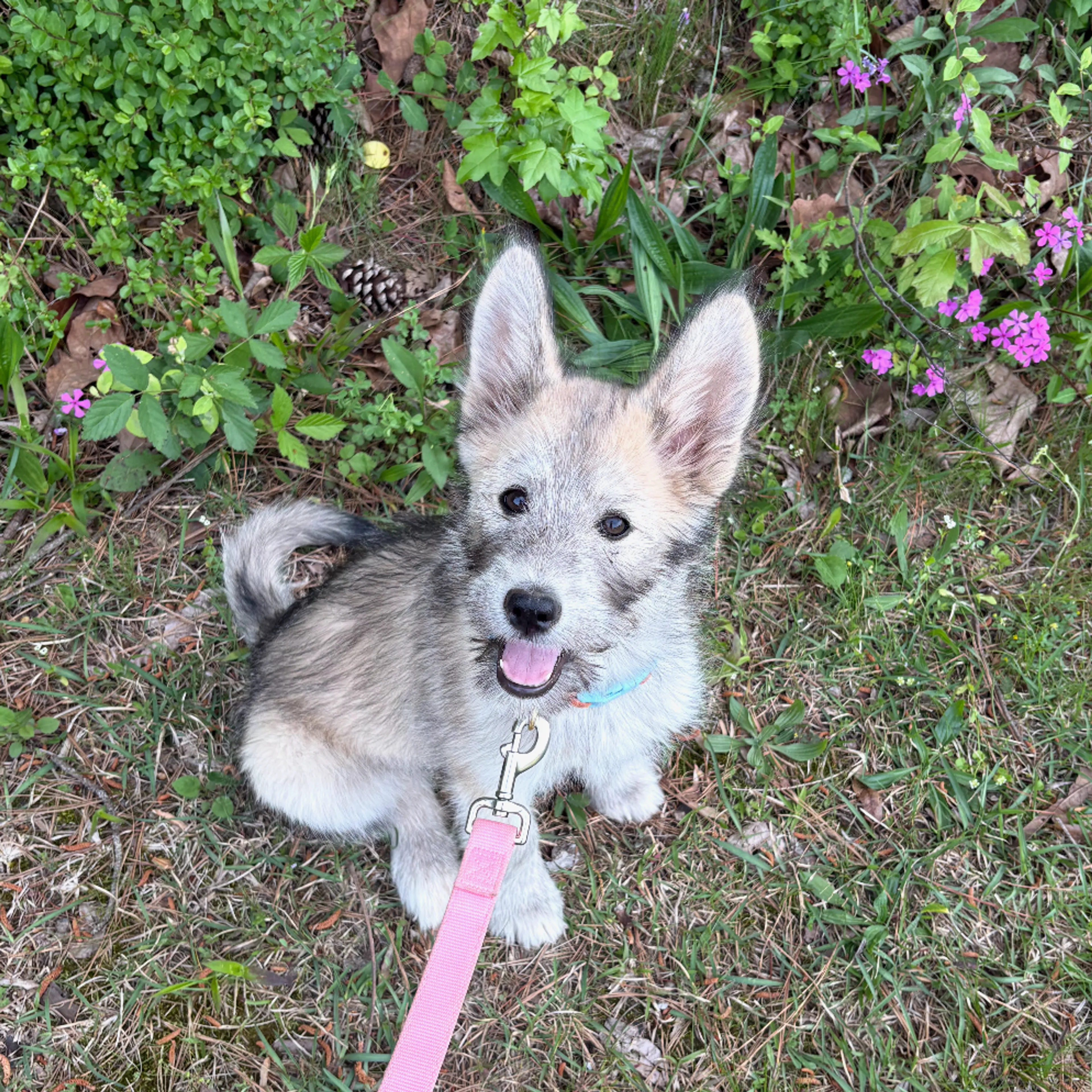 Found pet-3