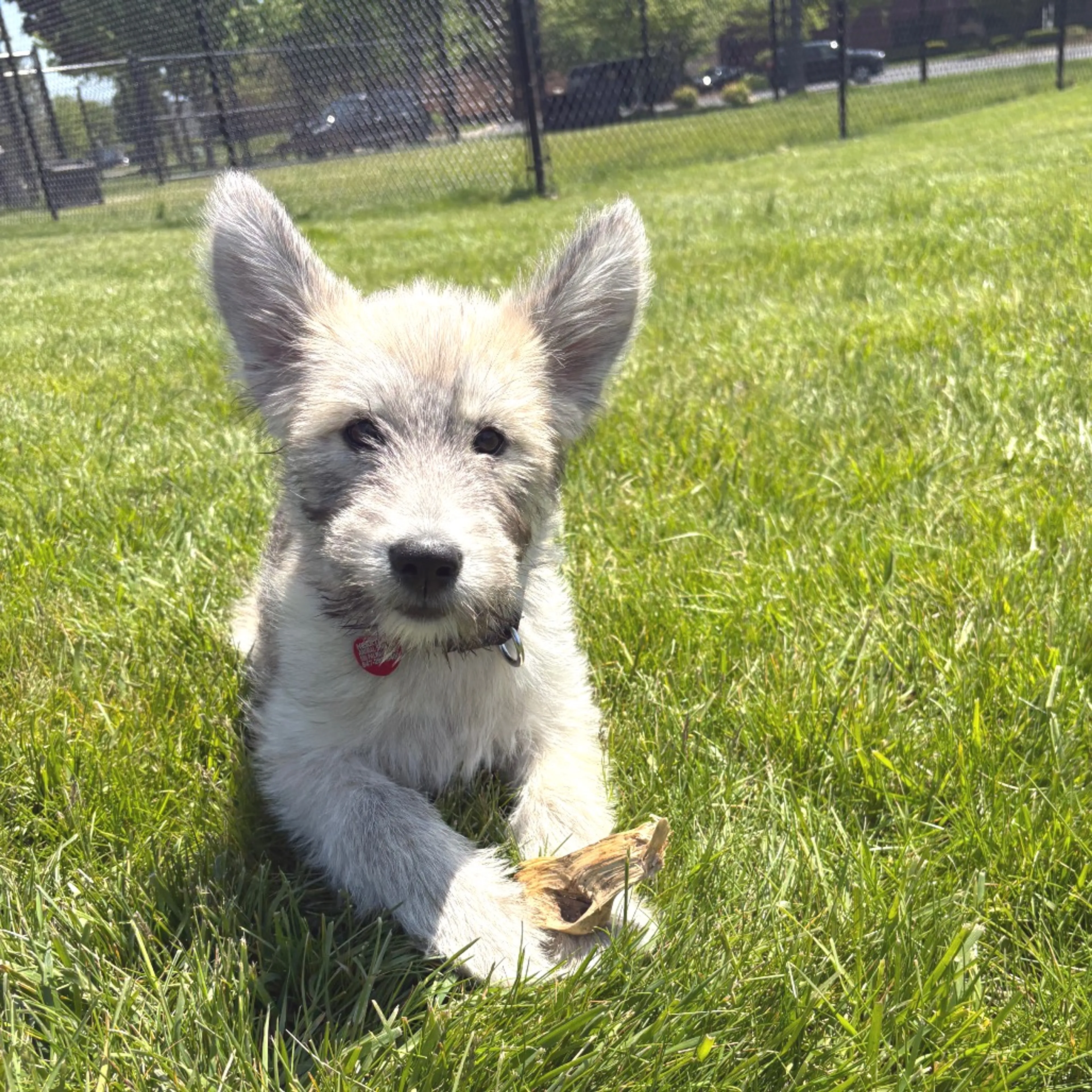 Found pet-17
