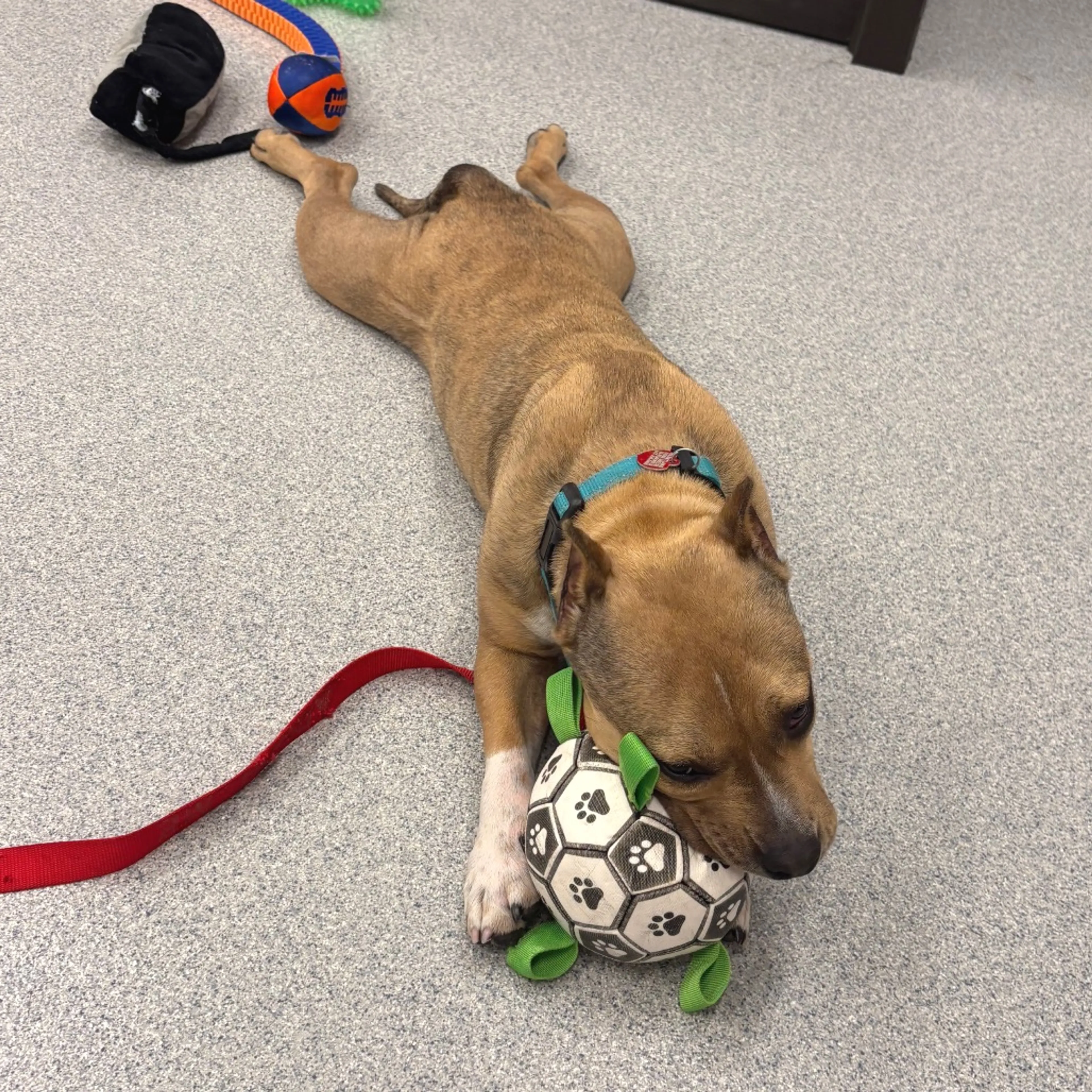 Found pet-14