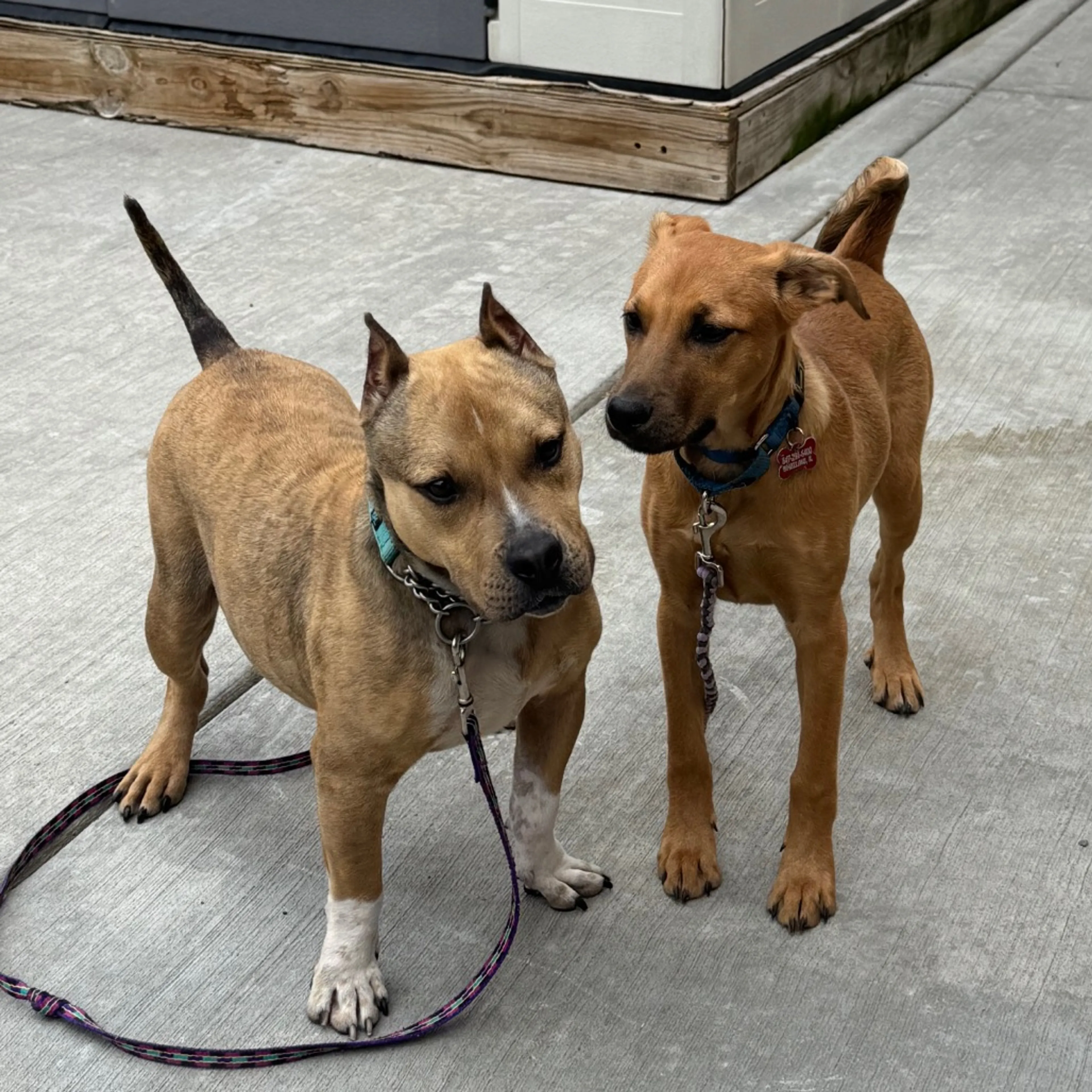 Found pet-11
