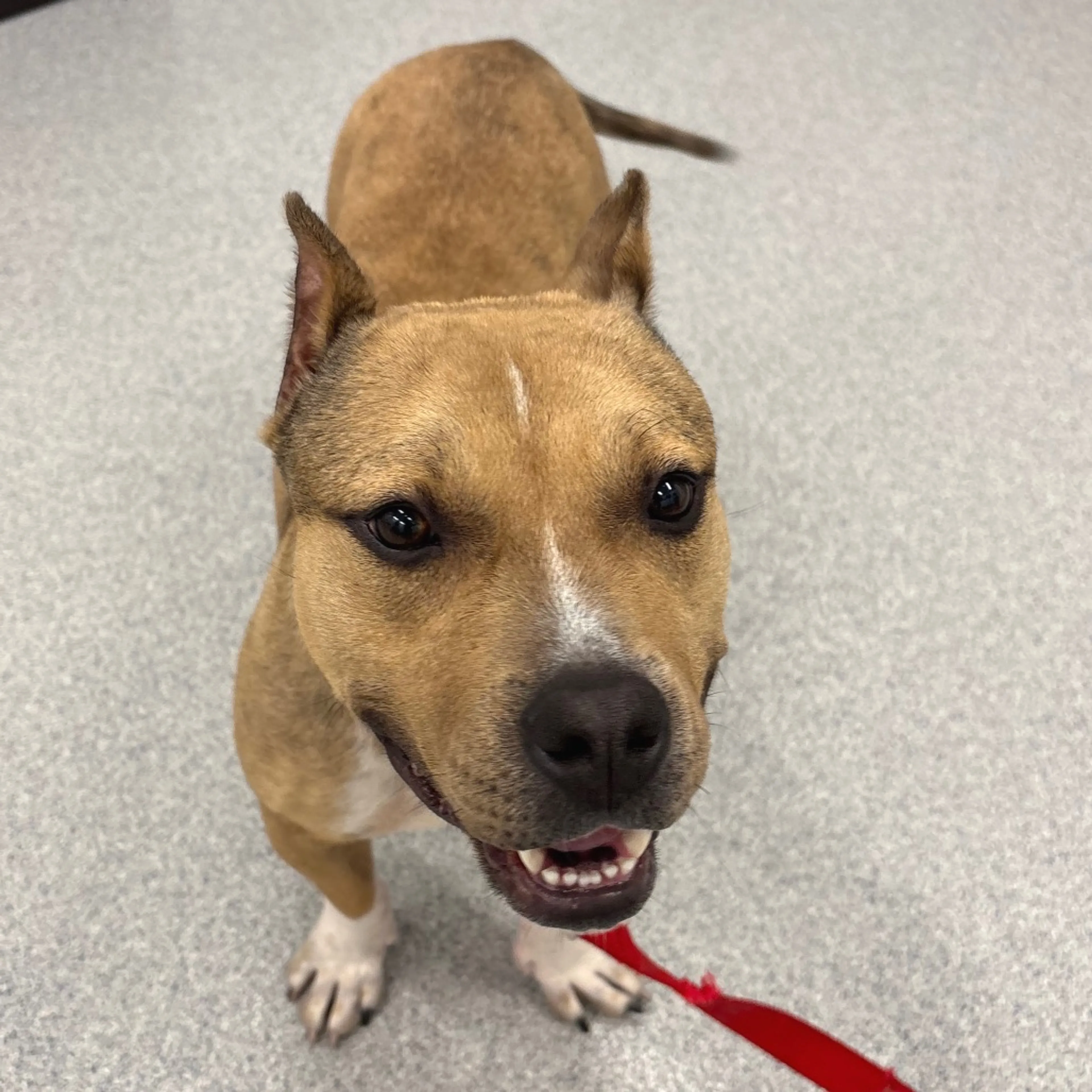 Found pet-11