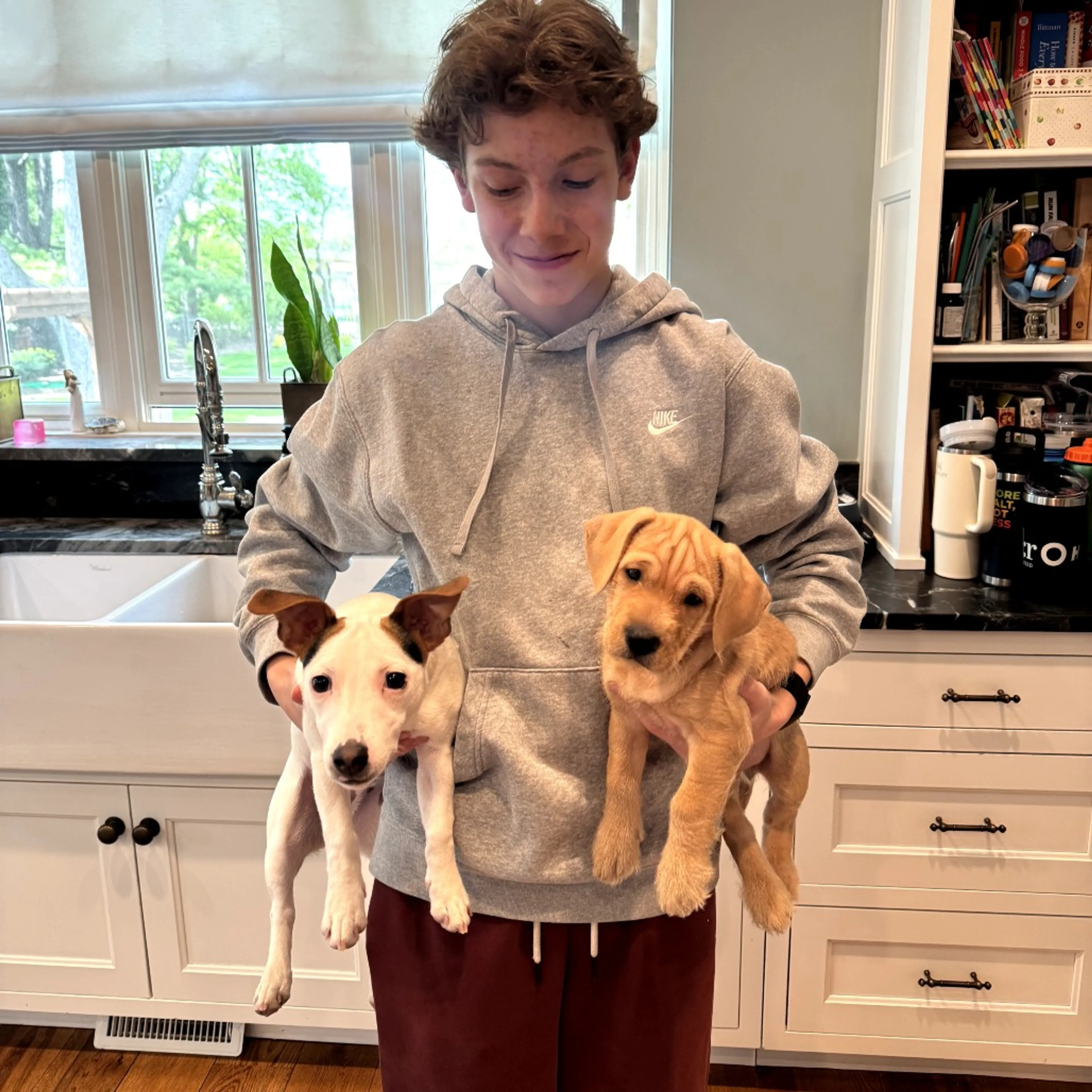 Found pet-4